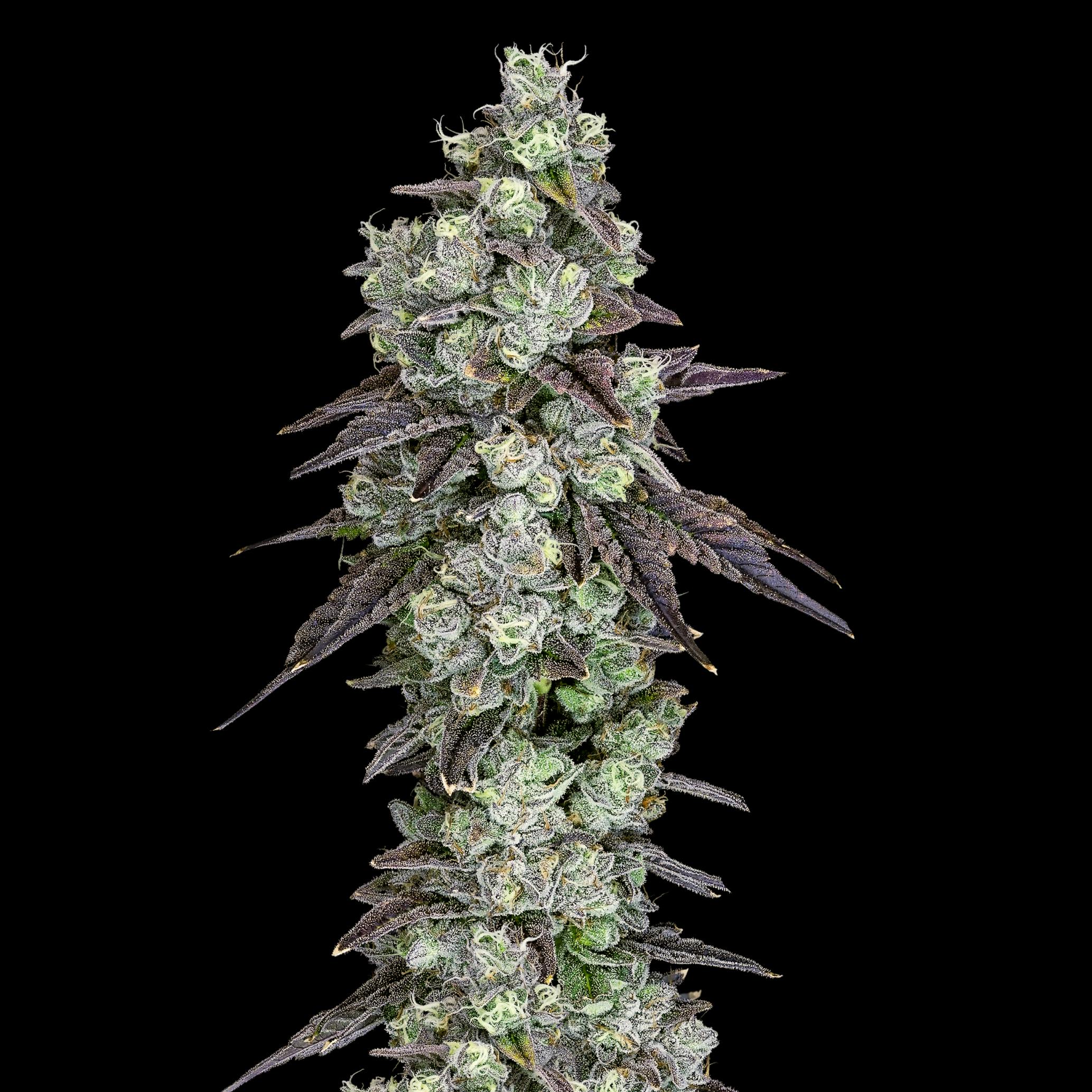 Wojo Co | Rainbow Pave 9 - Bulk Flower by Wojo Co