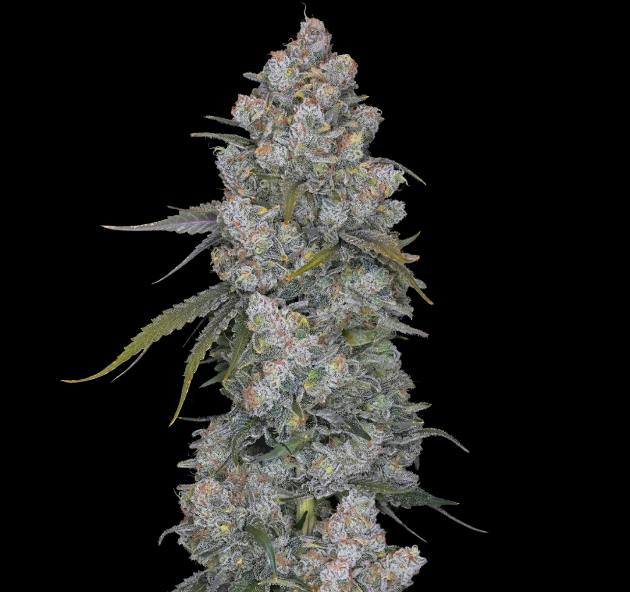 Wojo Co | Mint Orbit - Bulk Flower by Wojo Co