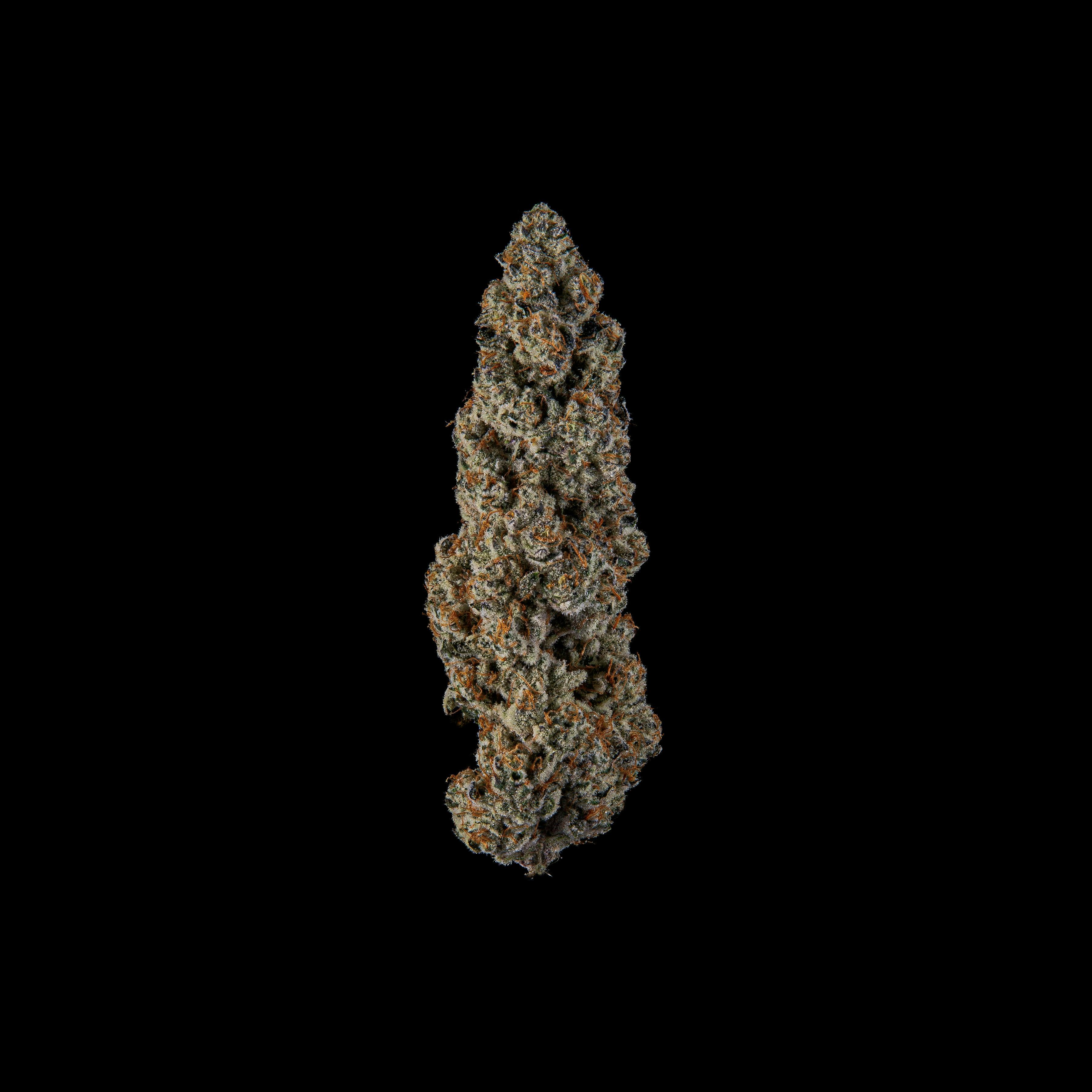 Zenoa — Jungle Pie