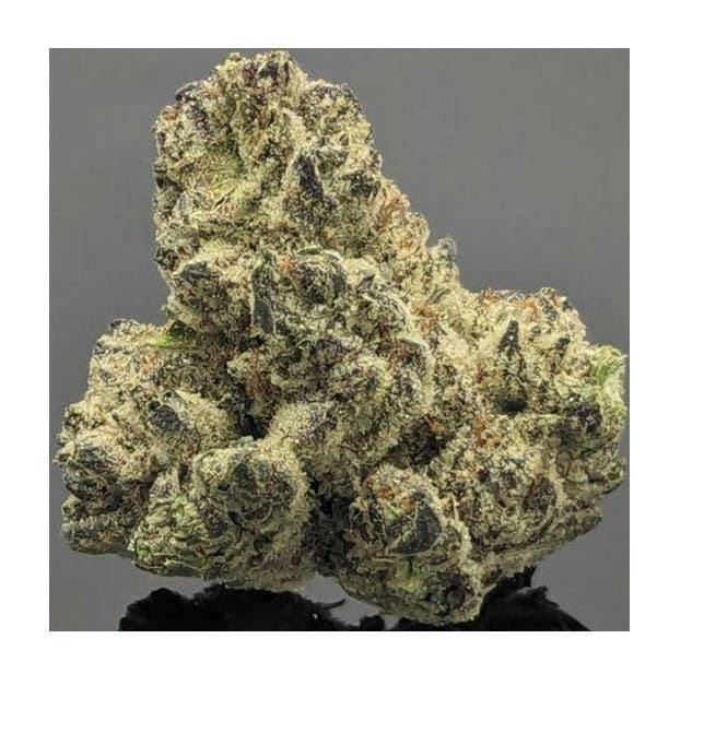 BALANCE White 99 (Hybrid) Flower – 7.0 grams
