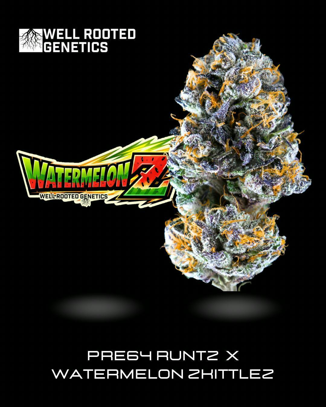 Well Rooted Genetics | Watermelon-Z | Big Buds | 3.5g by Well Rooted Genetics