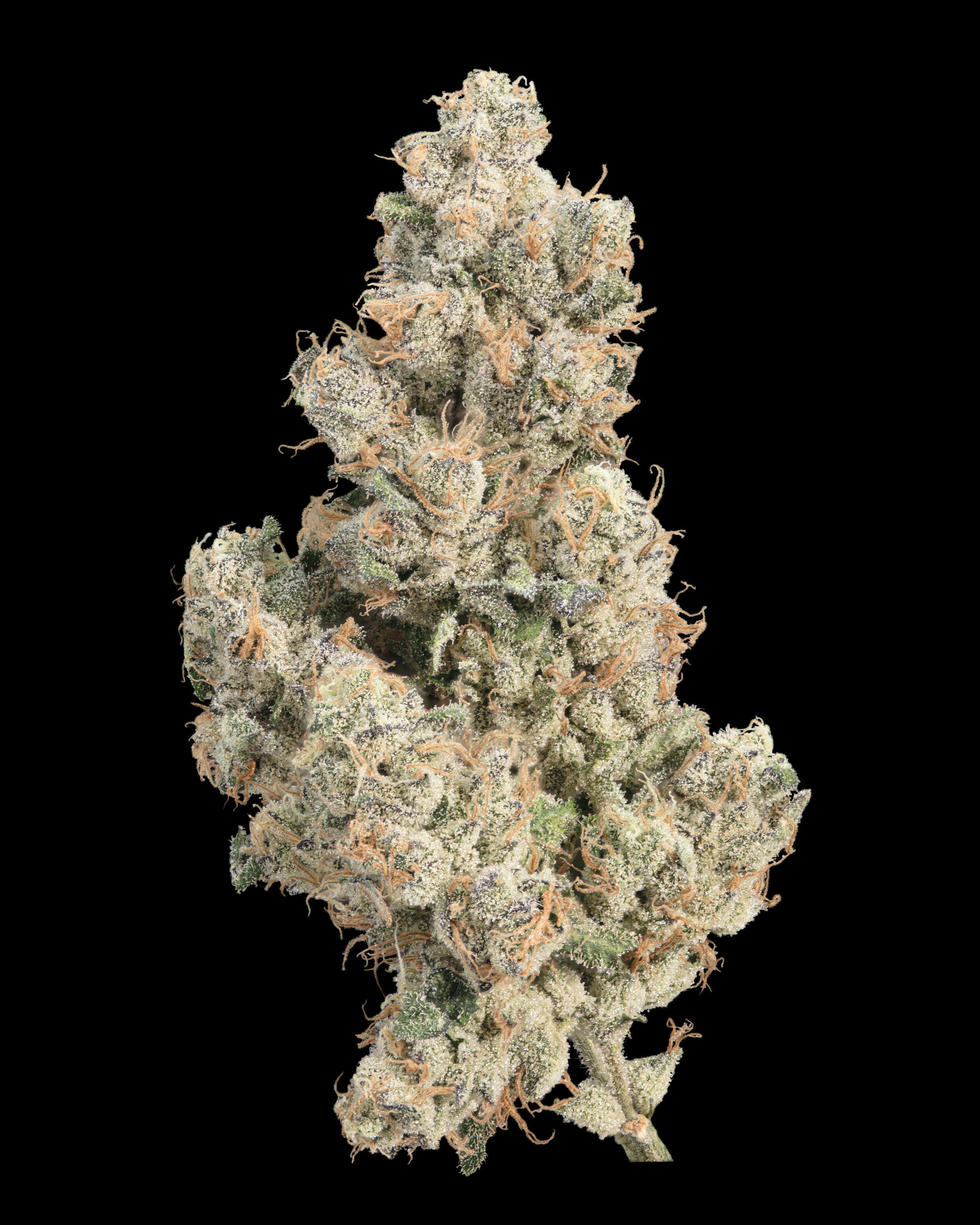 Elusive: Sour Cherriez