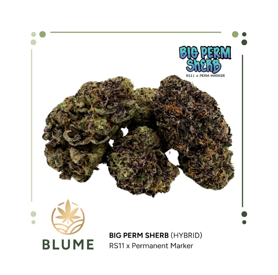 BLUME | Big Perm Sherb | Big Buds | 3.5g