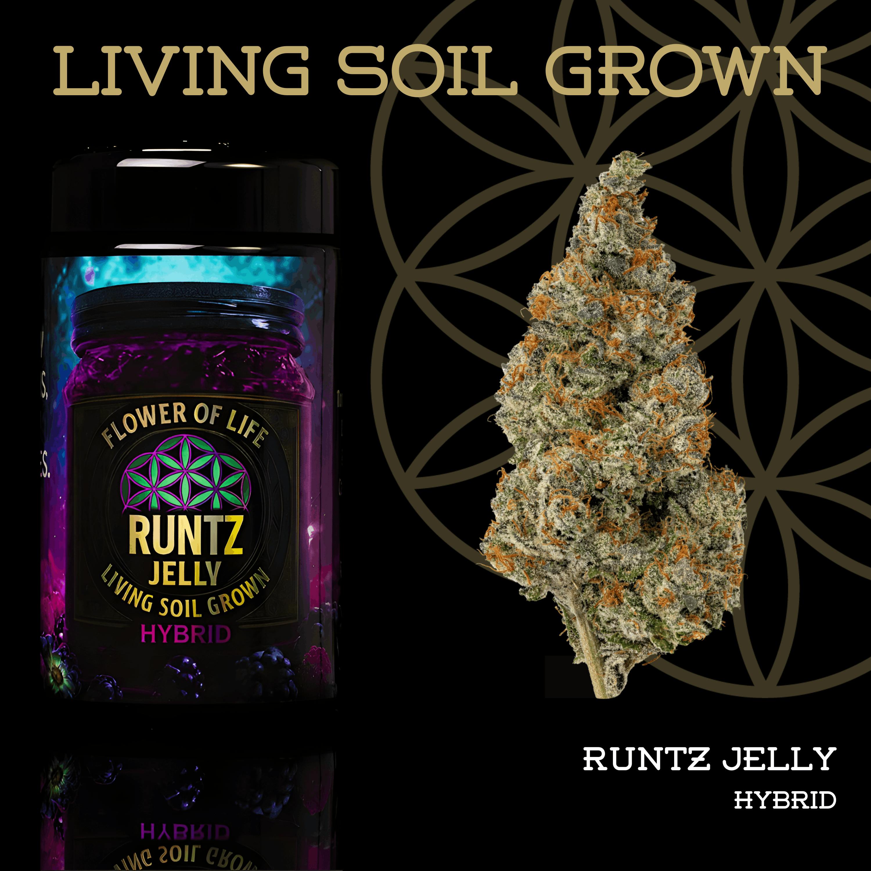 Runtz Jelly | Prepack | Miron Jar | Living Soil by Flower of Life