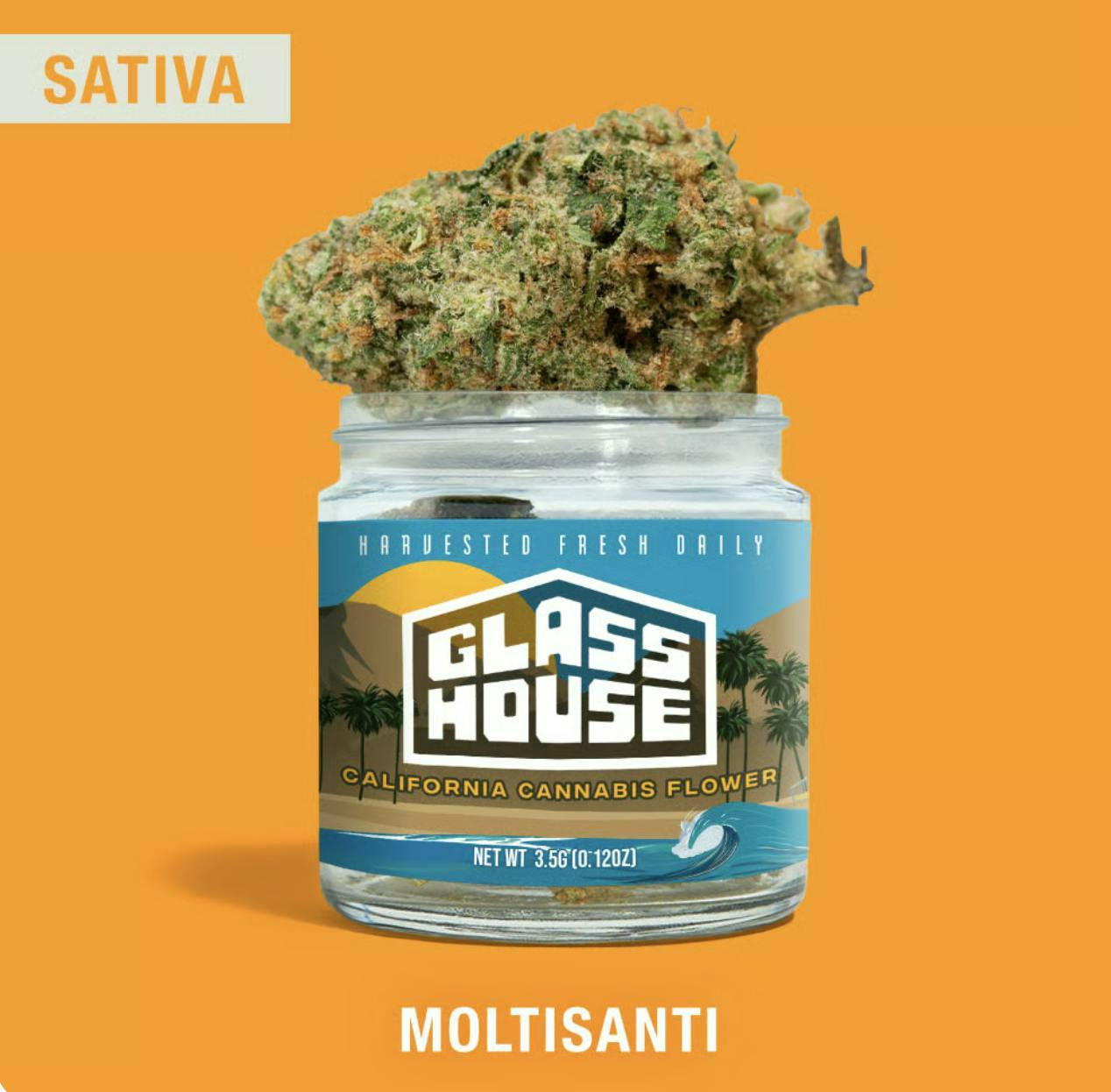 Glass House Farms — Moltisanti