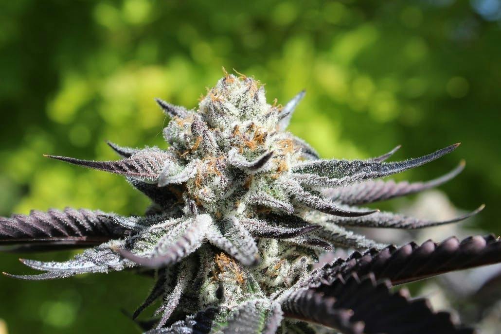 Oreoz Flower - 3.5g (Bag)