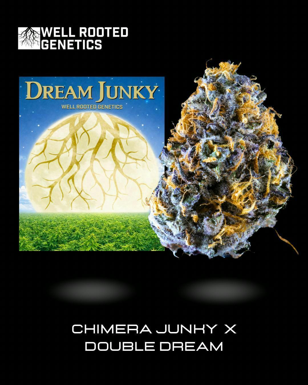 Well Rooted Genetics | Dream Junky | Big Buds | 3.5g by Well Rooted Genetics