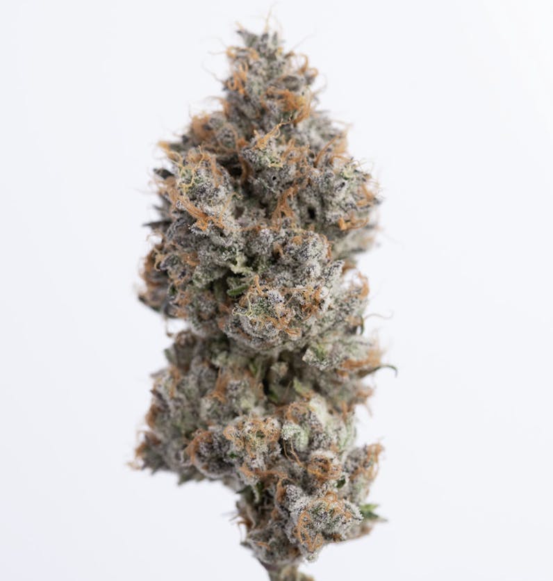 Orange Mamba Big Buds