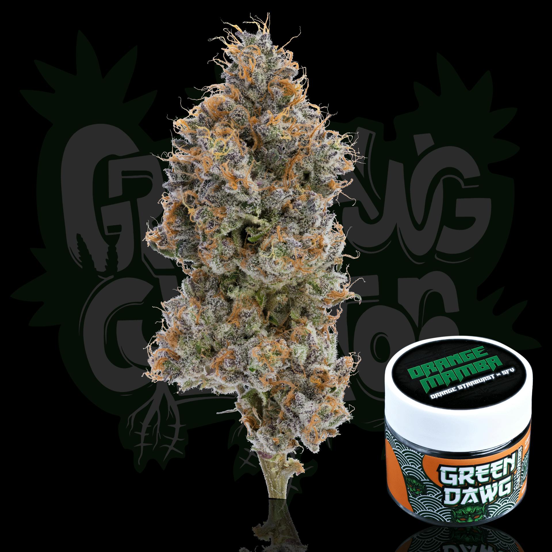 Green Dawg: Orange Mamba
