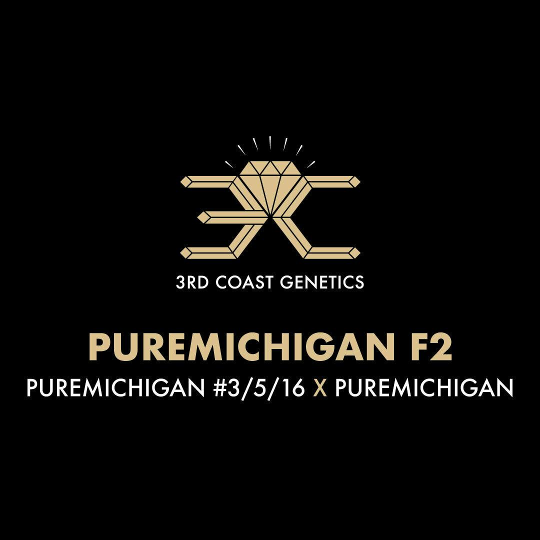 3rd Coast Genetics | Puremichigan F2 | Seeds | 10pk - 3rd Coast Genetics
