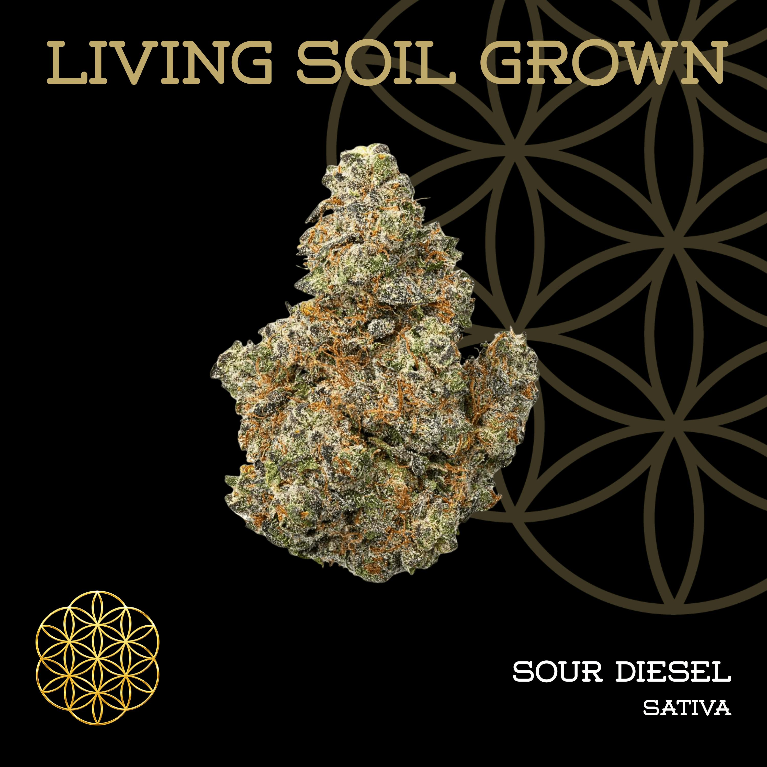 Sour Diesel | Buds
