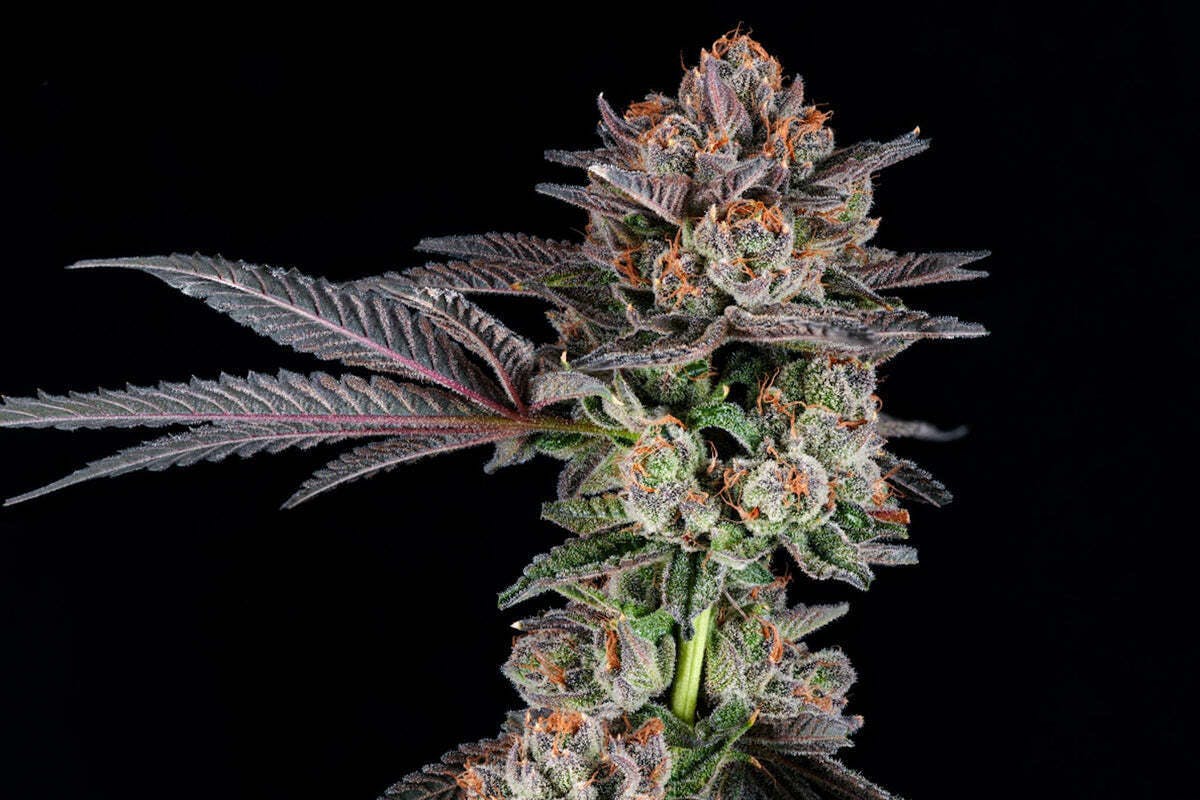 BL^CK MRKT | Rainbow Walker | Big Buds | 3.5g