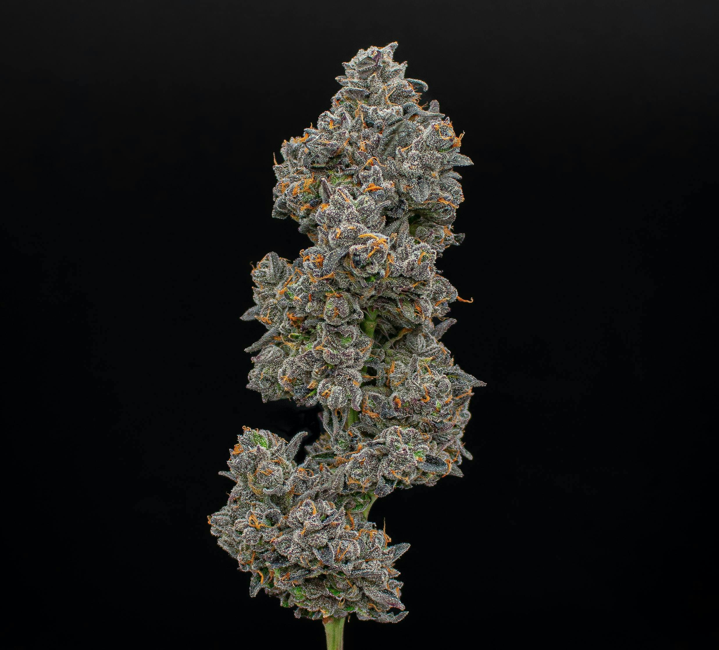 Apples & Bananas | Cured Big Buds | 3.5g by Green Dynasty
