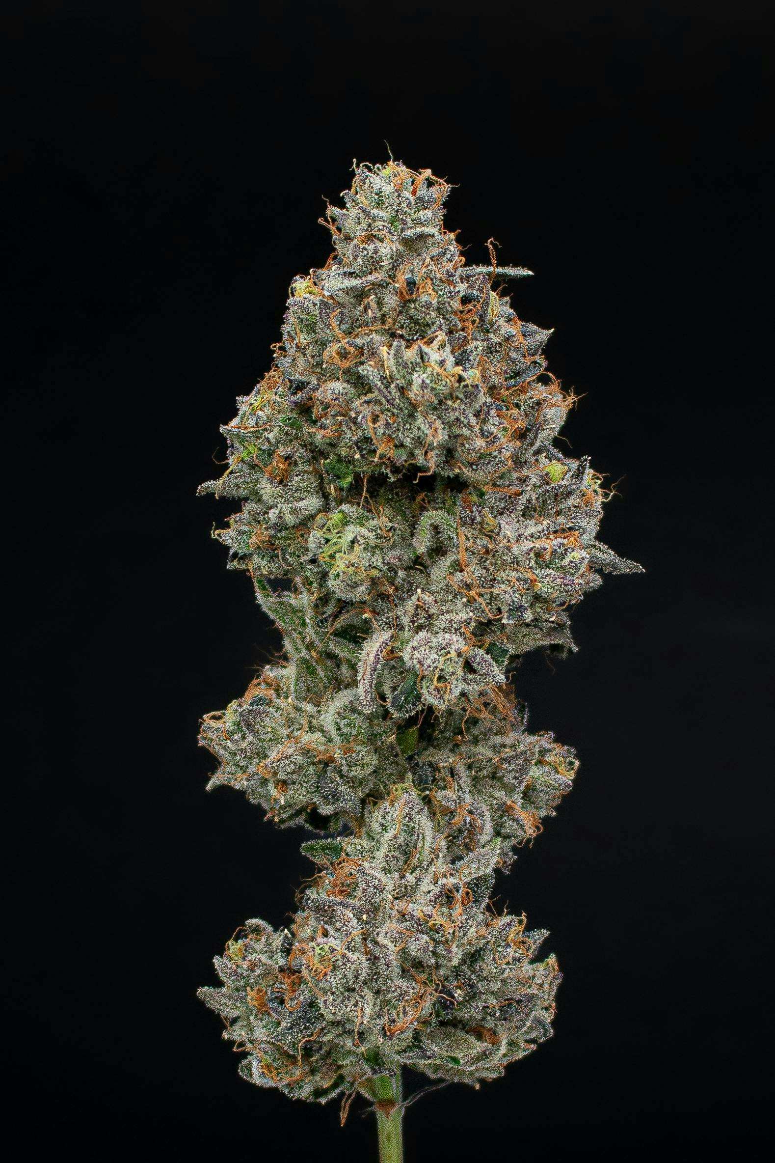 Black Cherry Bomb | Value Big Buds | 3.5g by Green Dynasty
