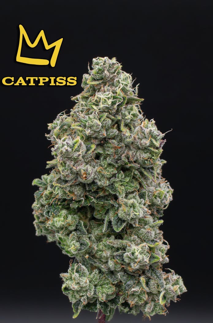 Catpiss | Fresh Big Buds | 3.5g