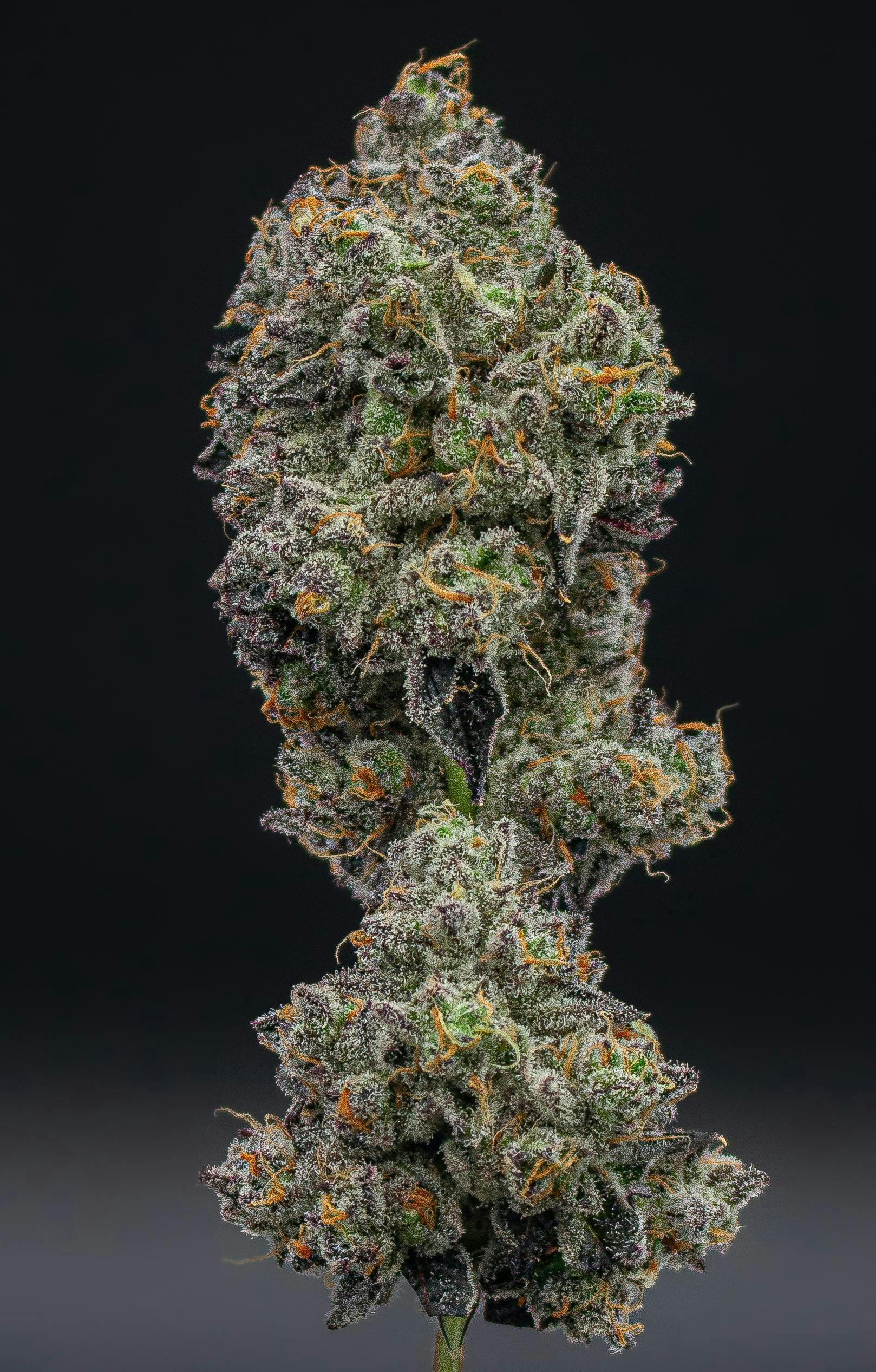 Funkdafied | Value Big Buds | 3.5g by Green Dynasty