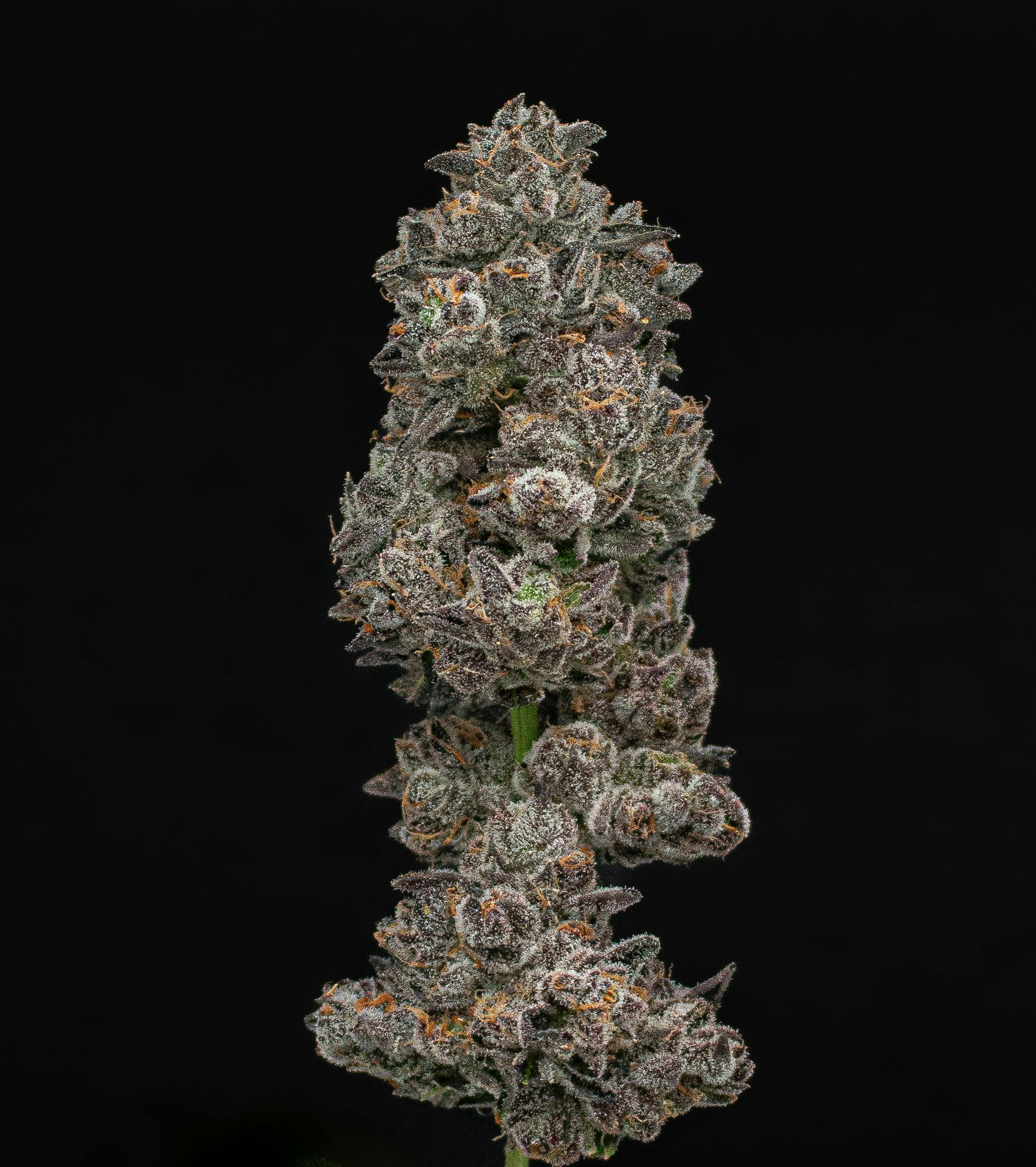 Beach Wedding | Fresh Big Buds | 3.5g