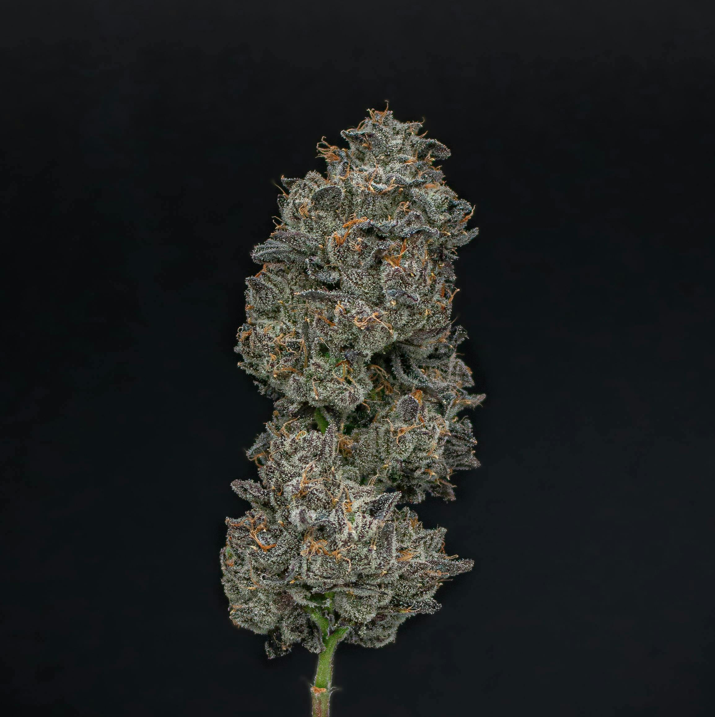 Hollywood Lemon Cherry Gelato | Fresh Big Buds | 3.5g by Green Dynasty