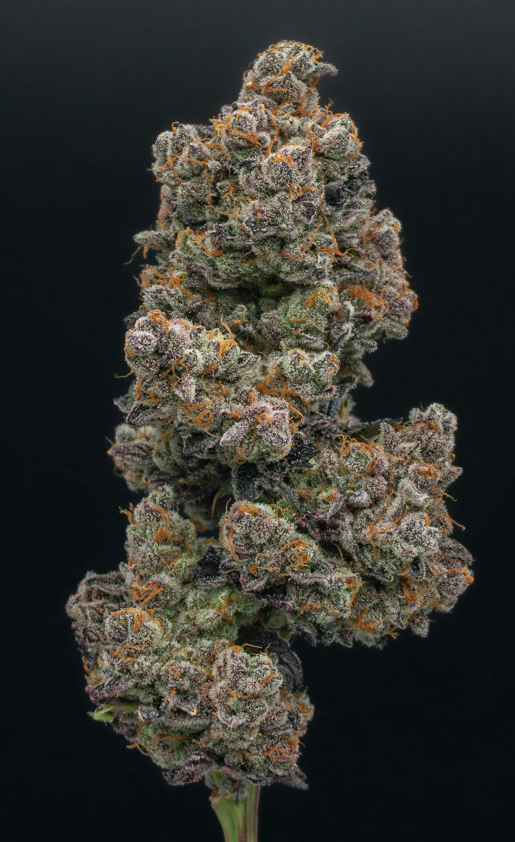 Modified Grapes | Smalls | 3.5g