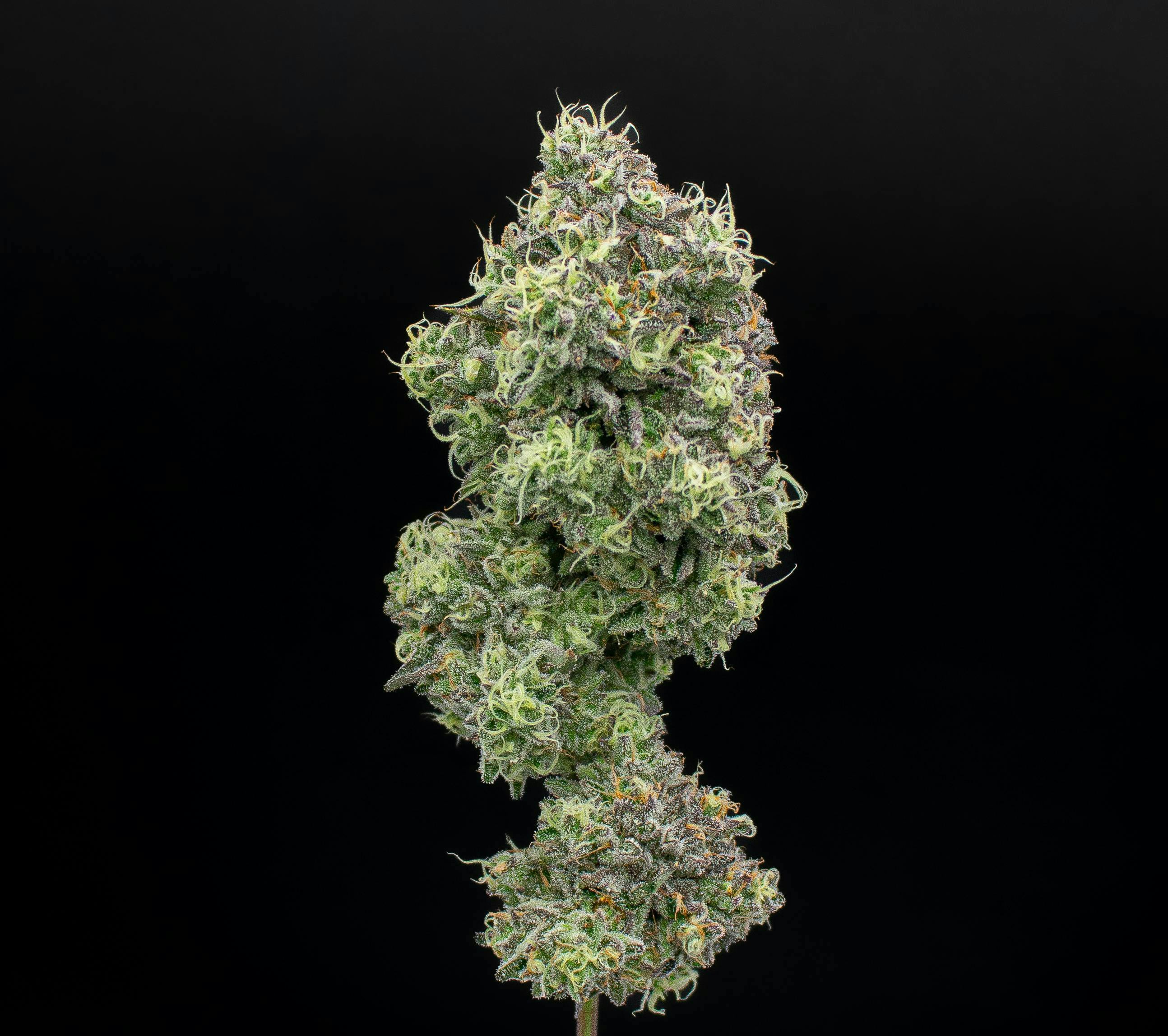 Zoap | Value Big Buds | 3.5g by Green Dynasty