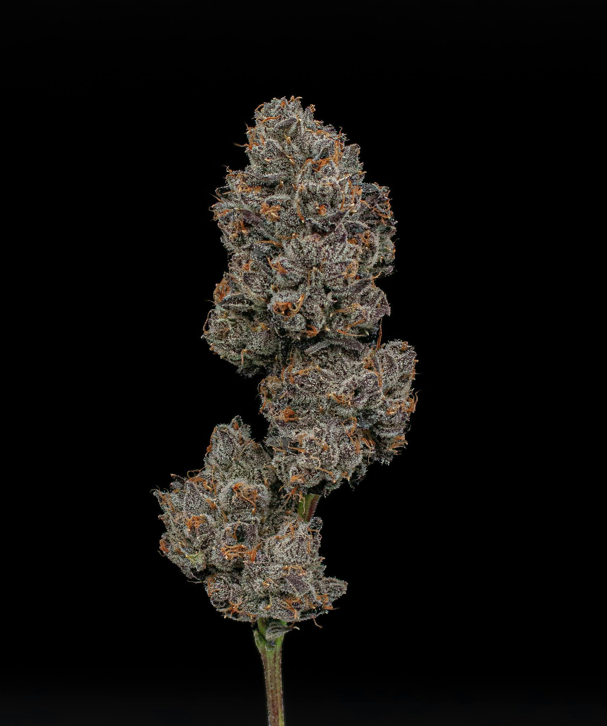 Pink Runtz | Fresh Big Buds | 3.5g