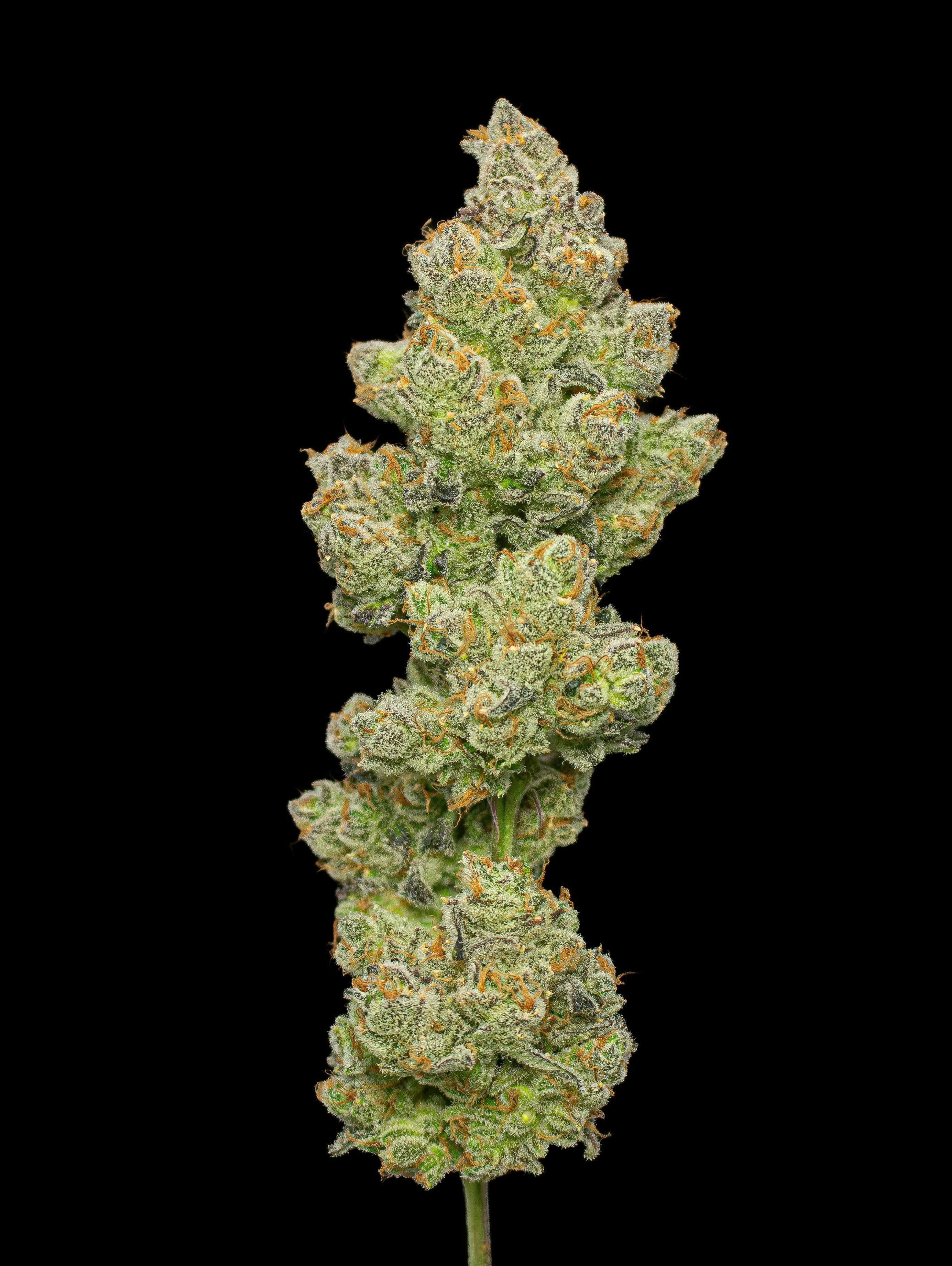 Super Green Crack | Cured Big Buds | 3.5g by Green Dynasty