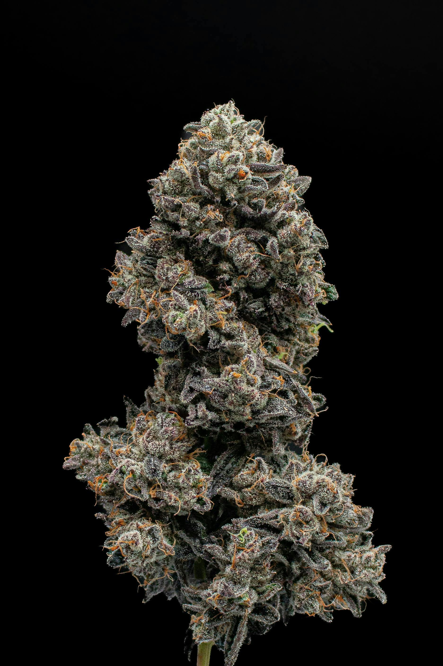 ZaDulcez | Value Big Buds | 3.5g by Green Dynasty