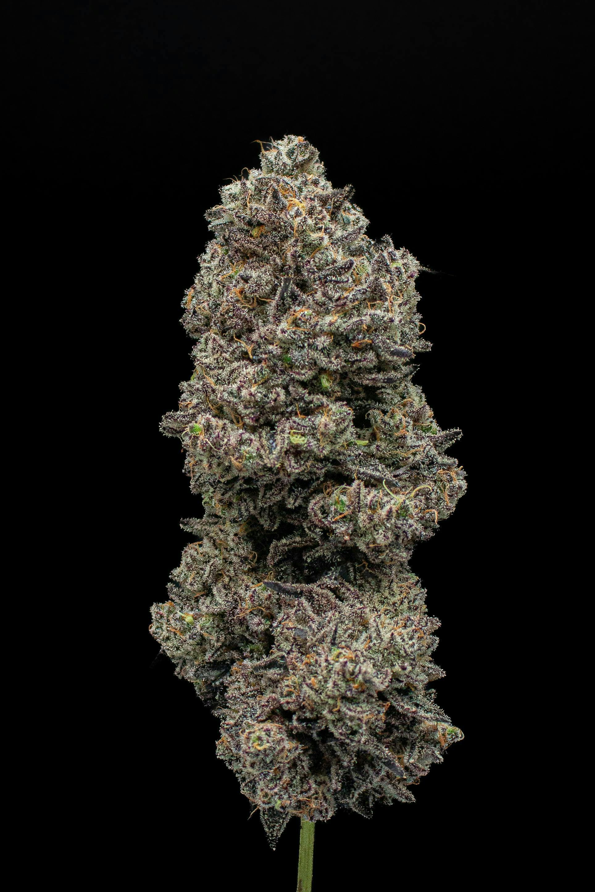 Blueberry Sugar | Fresh Big Buds | 3.5g