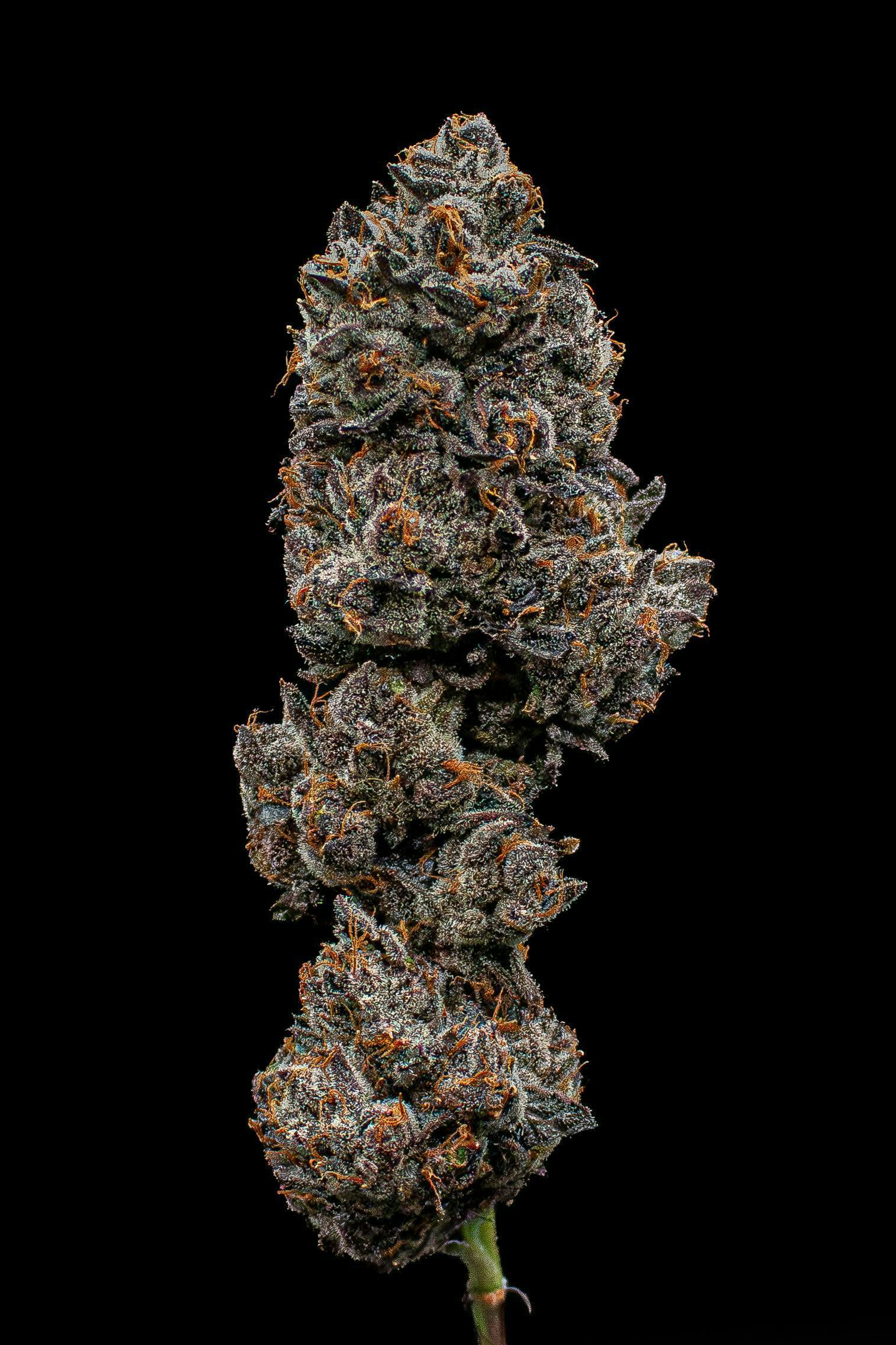 Lemon Dior | Cured Big Buds | 3.5g by Green Dynasty
