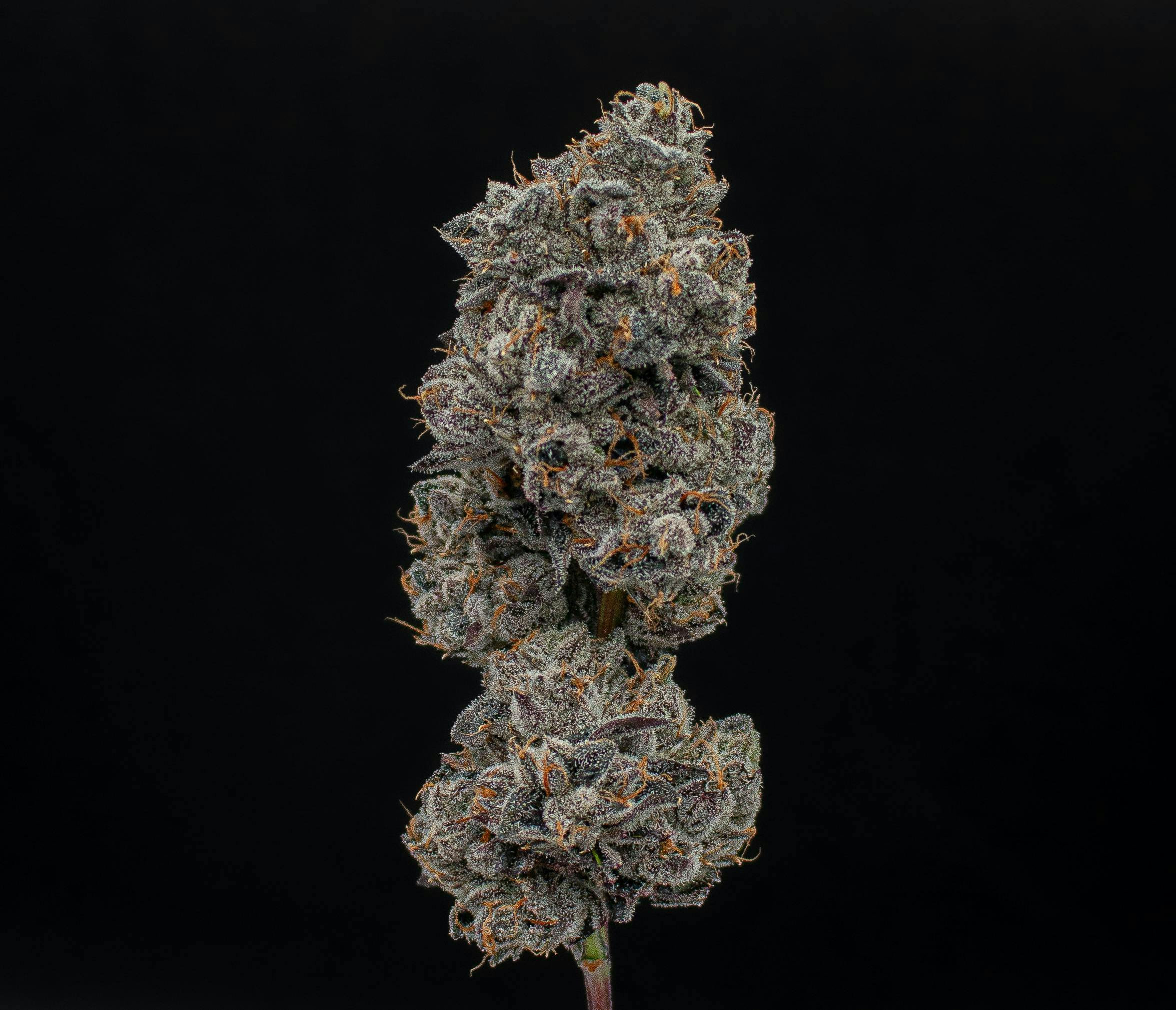 Strawberry Runtz | Fresh Big Buds | 3.5g
