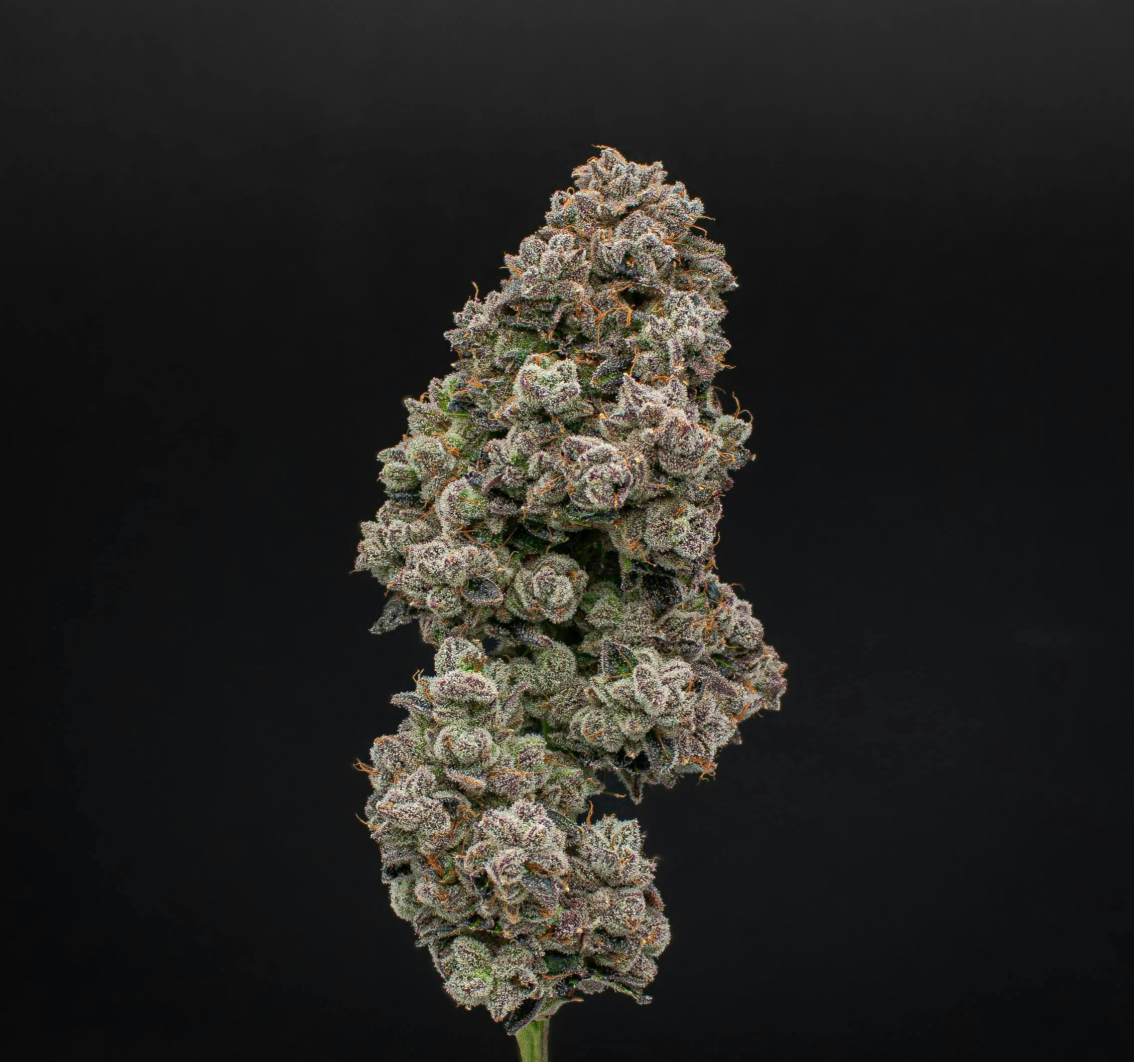 Ravens Revenge | Fresh Big Buds | 3.5g