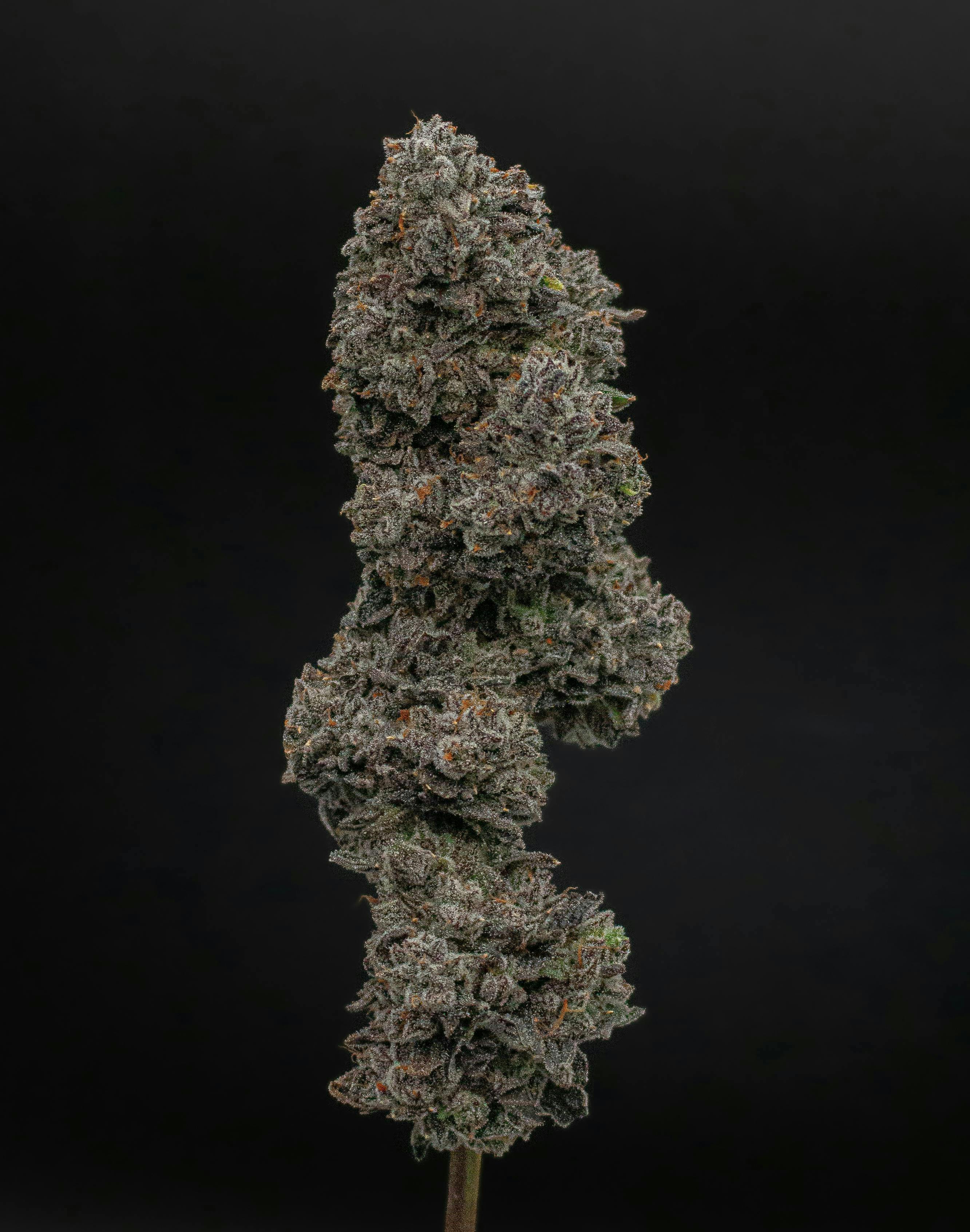 Gelato Runtz | Value Big Buds | 3.5g by Green Dynasty