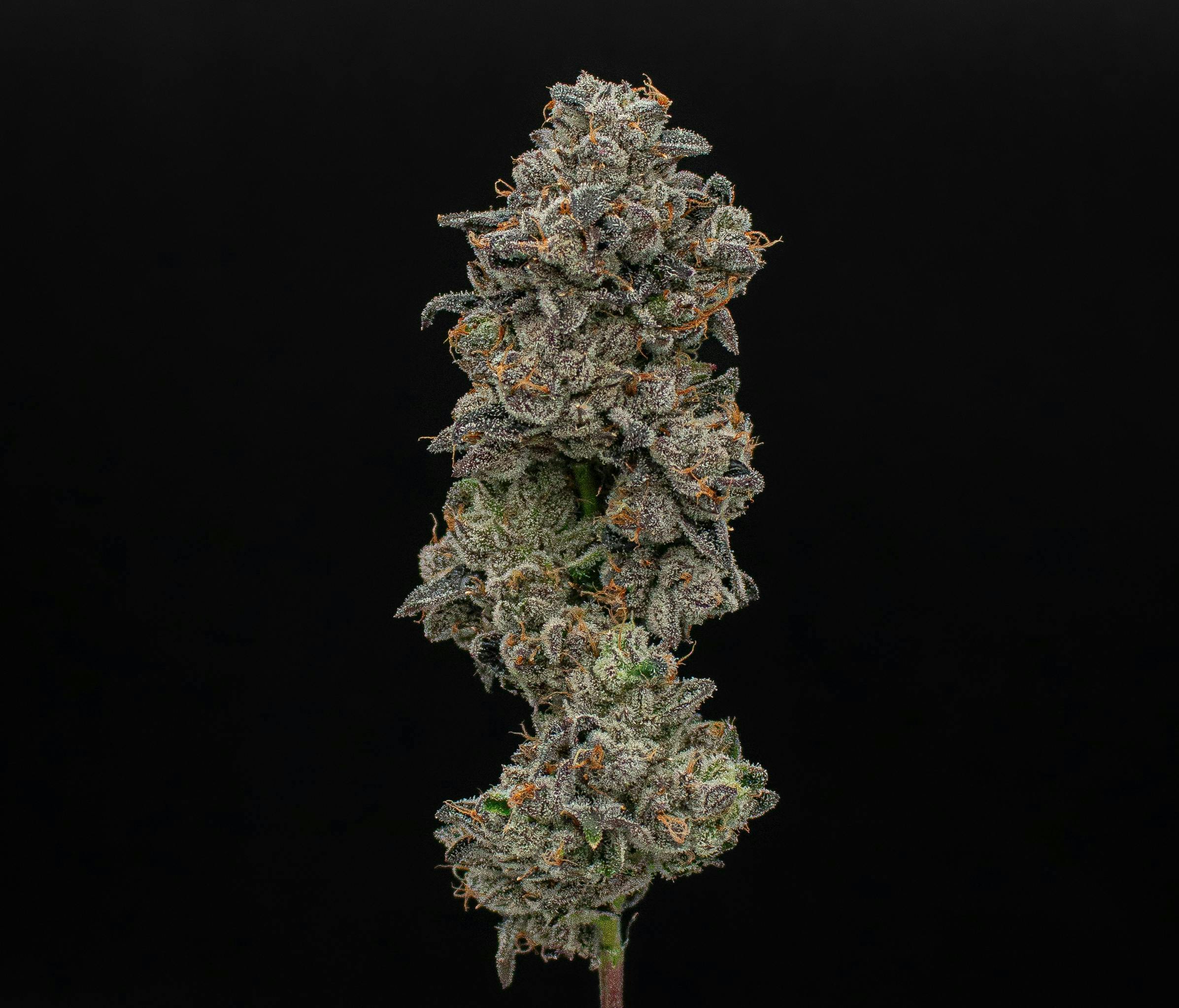 Runtz | Fresh Big Buds | 3.5g by Green Dynasty