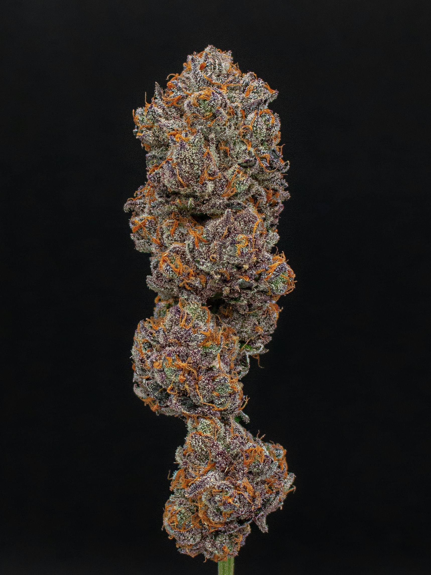 Tangie Weed Strain Information | Weedmaps