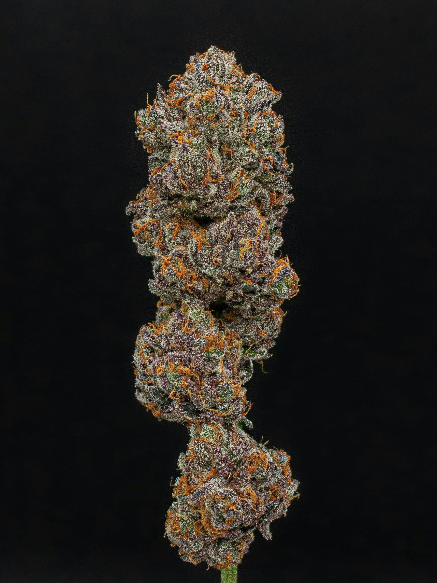 Tangie | Cured Big Buds | 3.5g by Green Dynasty