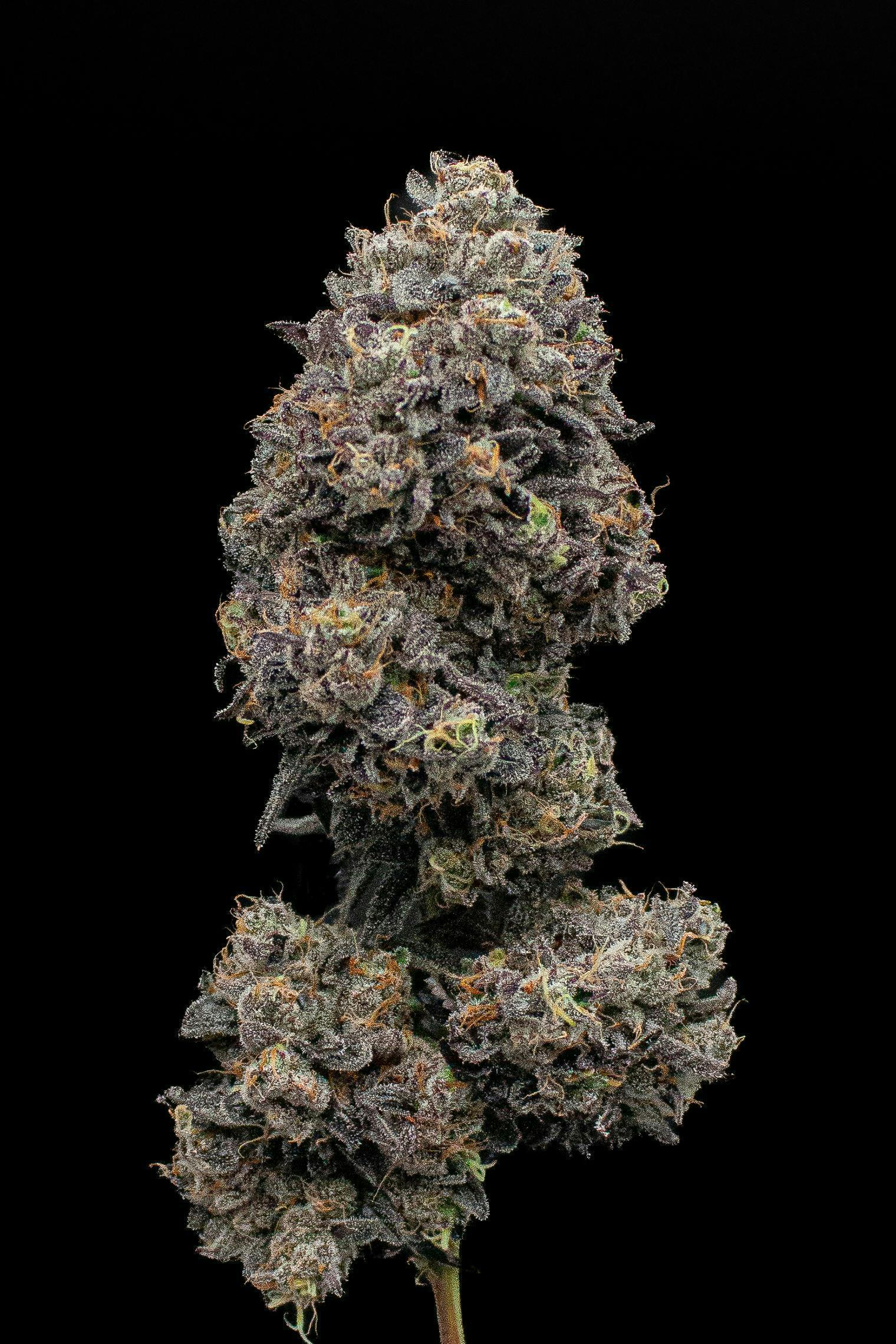 Kickflip Runtz | Fresh Big Buds | 3.5g by Green Dynasty