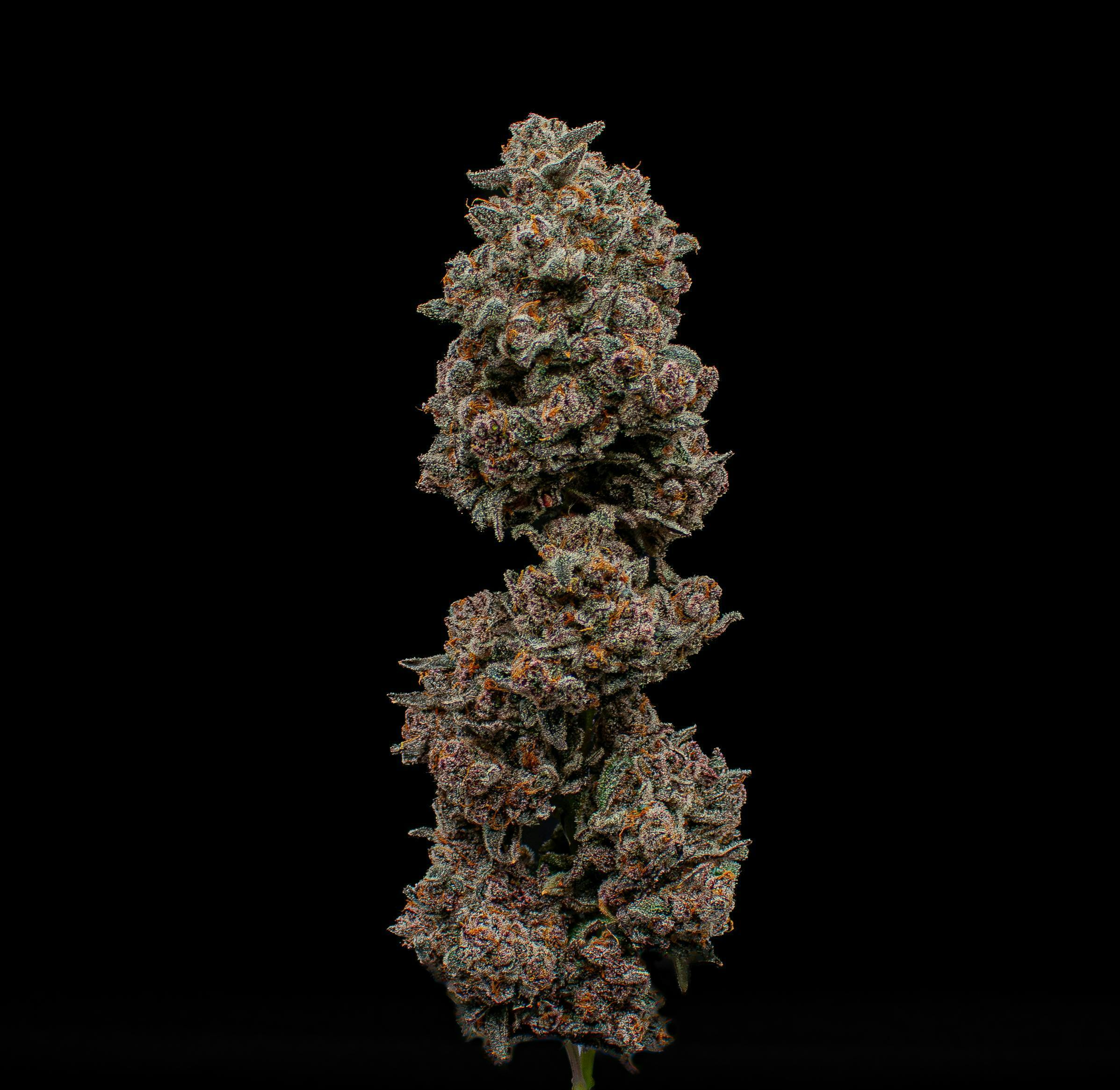 Frozen Joker Fresh Big Buds