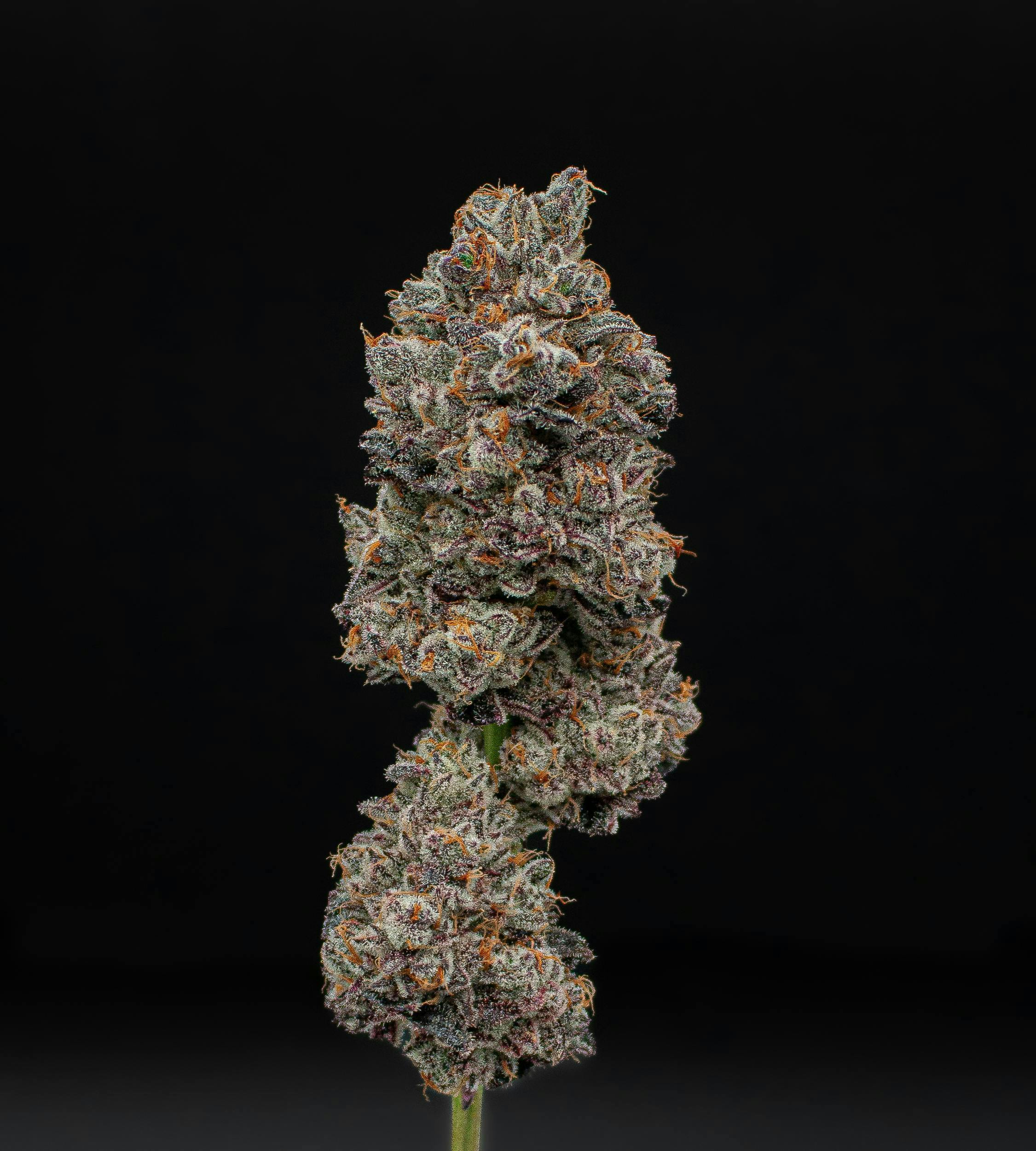 Garlic Icing Fresh Big Buds
