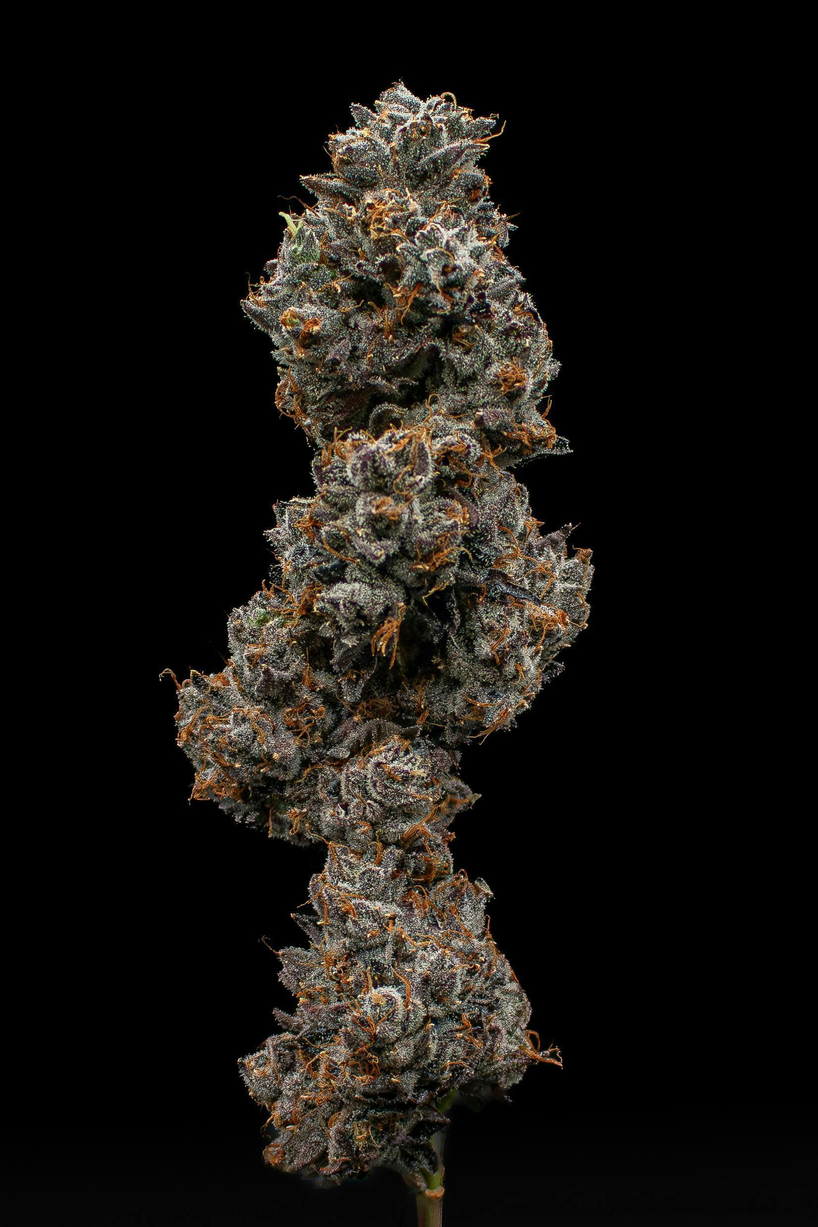 Pistachio Runtz | Cured Big Buds | 3.5g by Green Dynasty