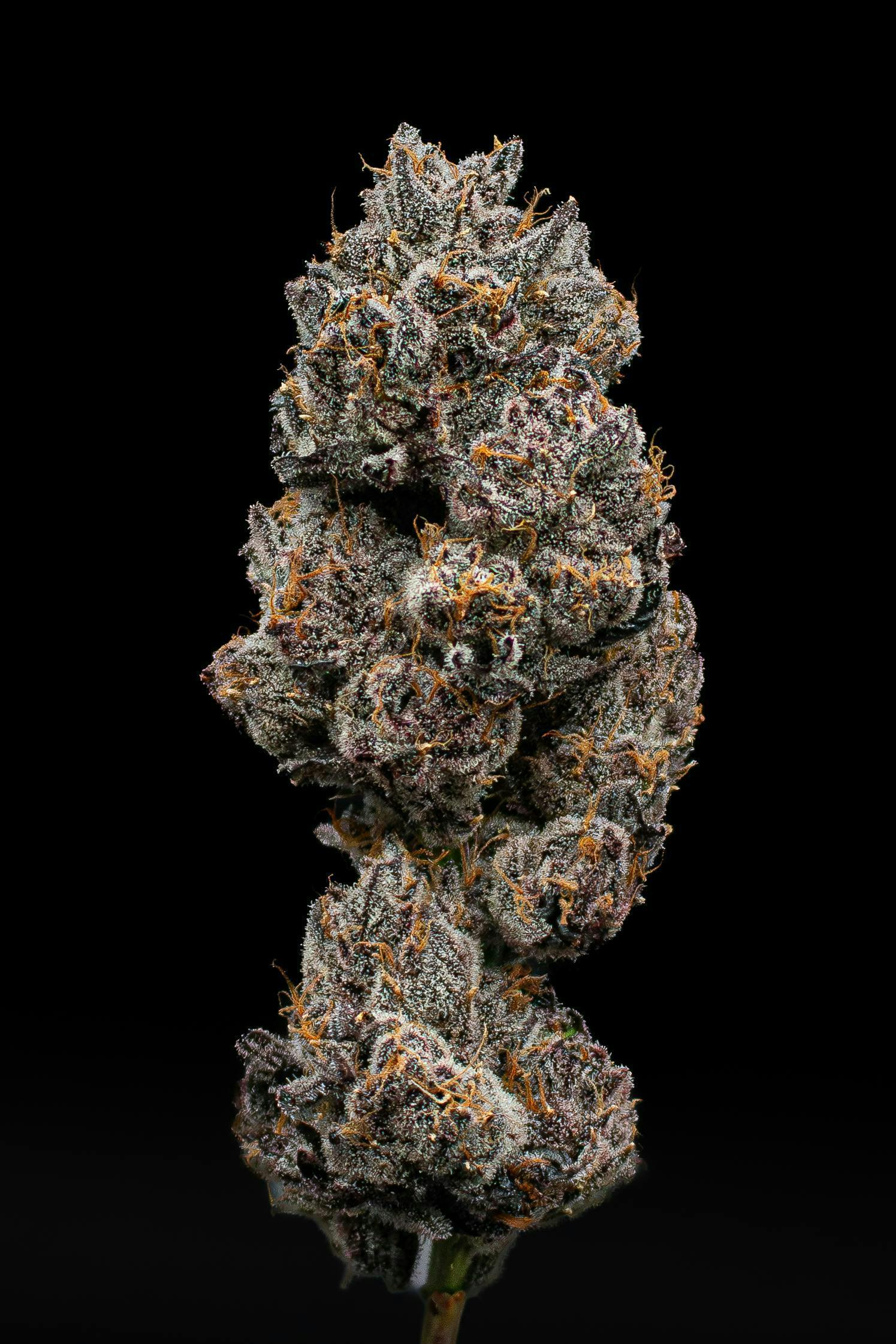 Lemon Cherry Delight | Fresh Big Buds | 3.5g by Green Dynasty