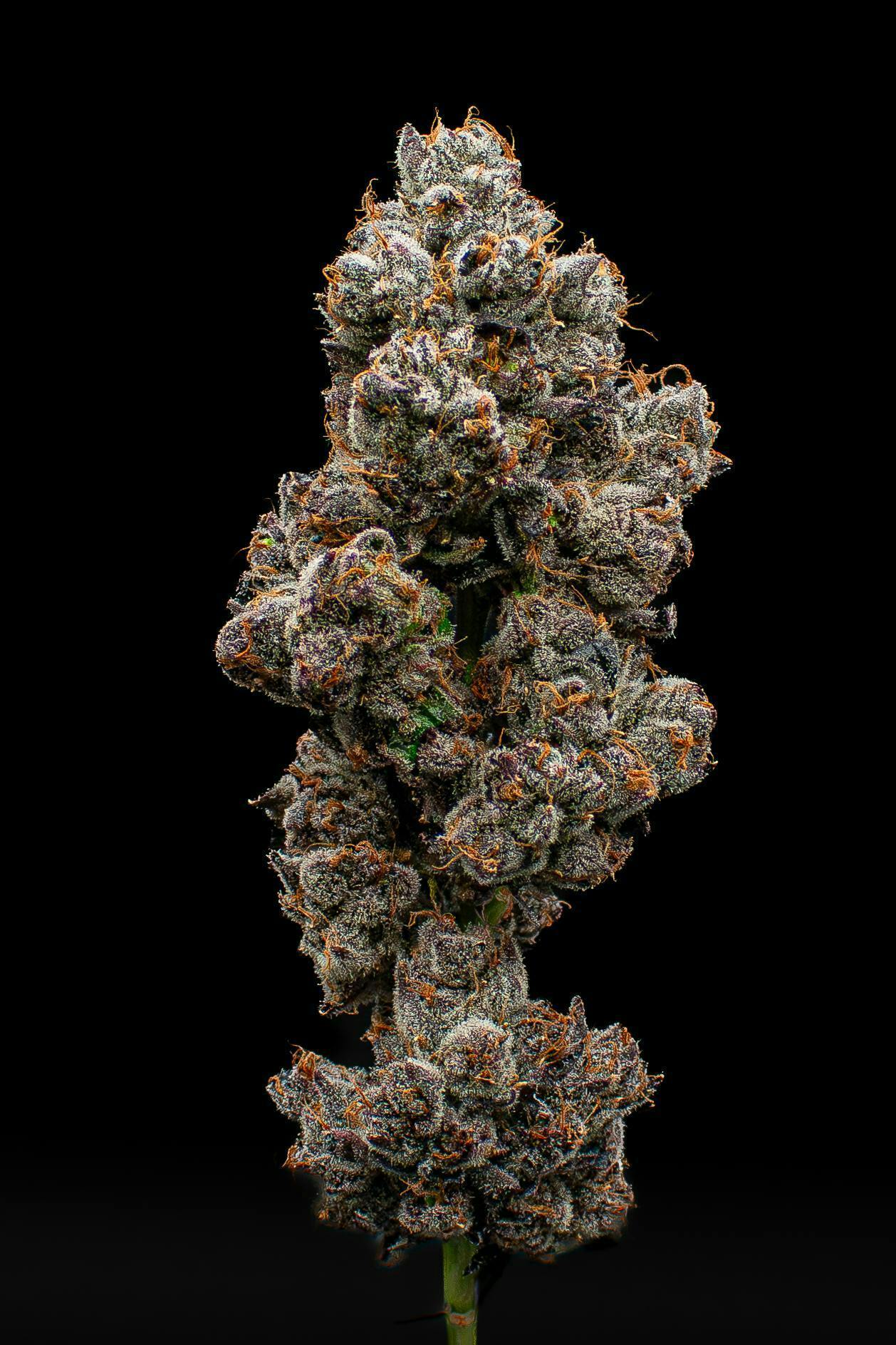 Tea Time | Cured Big Buds | 3.5g