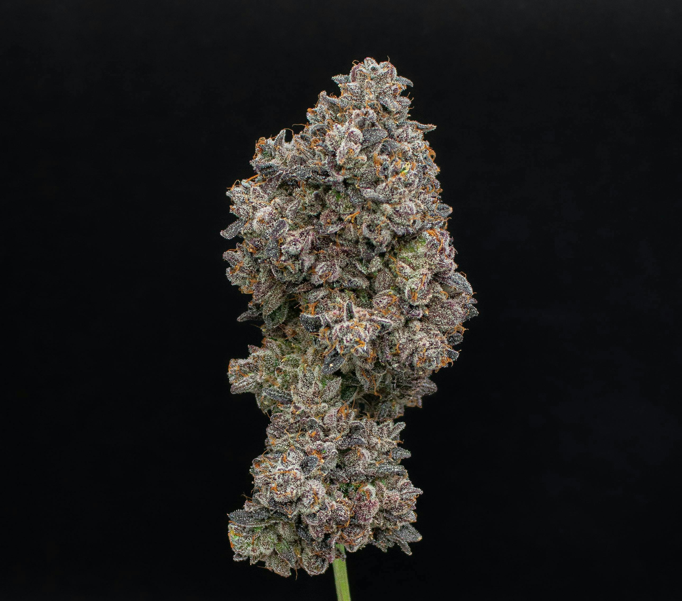 LA Pop Rockz | Value Big Buds | 3.5g