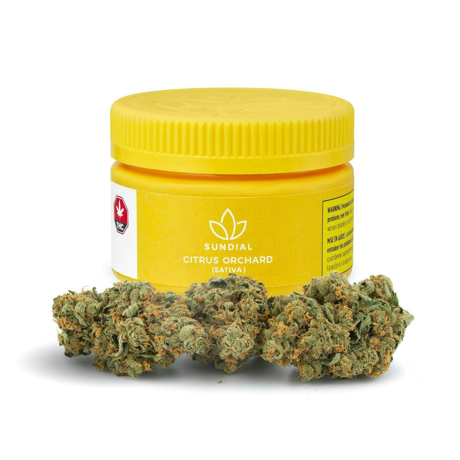 Citrus Orchid Big Buds