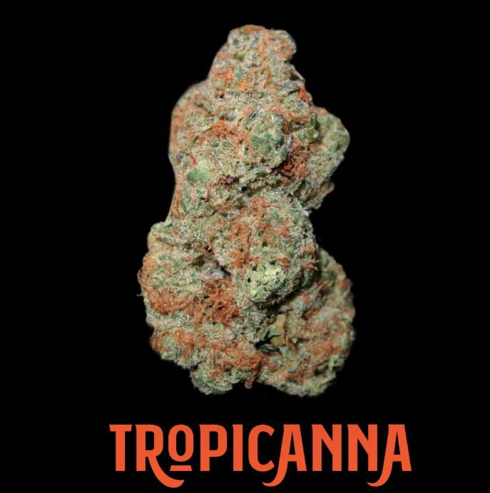 Jonny Chronic | Tropicanna | Big Buds | 3.5g