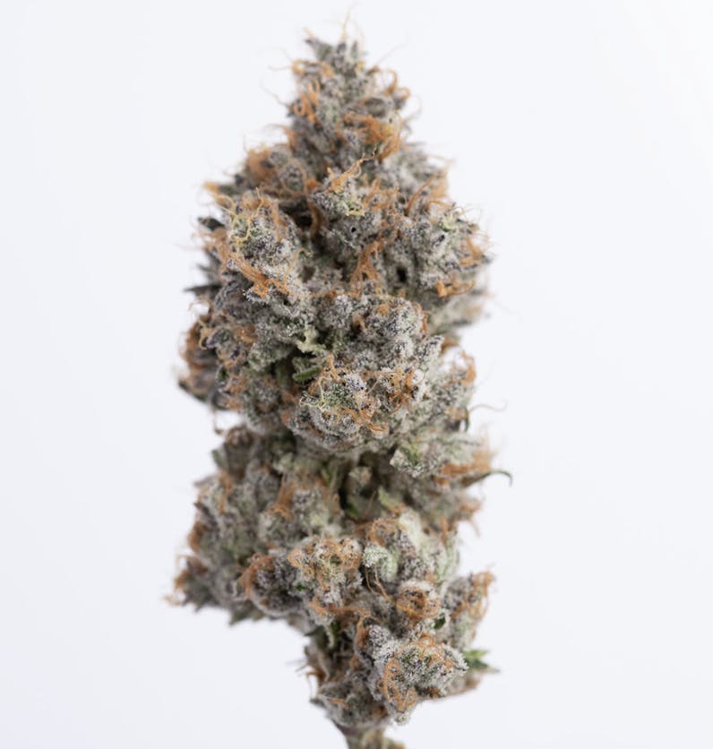 Green Dawg: Orange Mamba