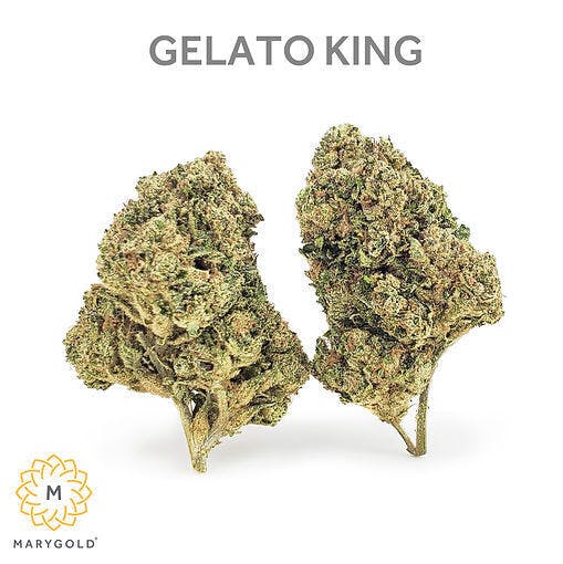 Gelato King Big Buds