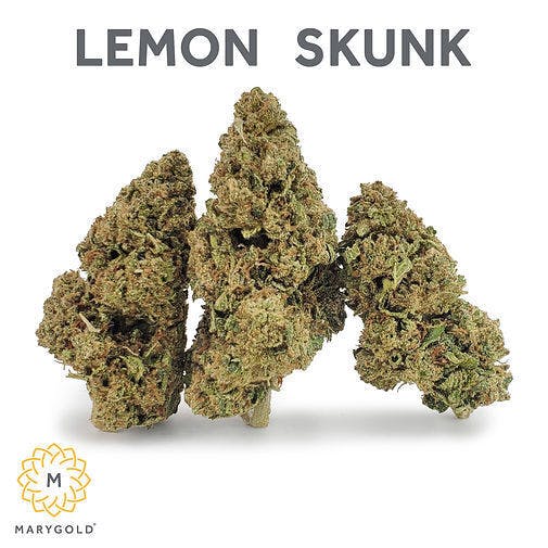 Lemon Skunk Big Buds