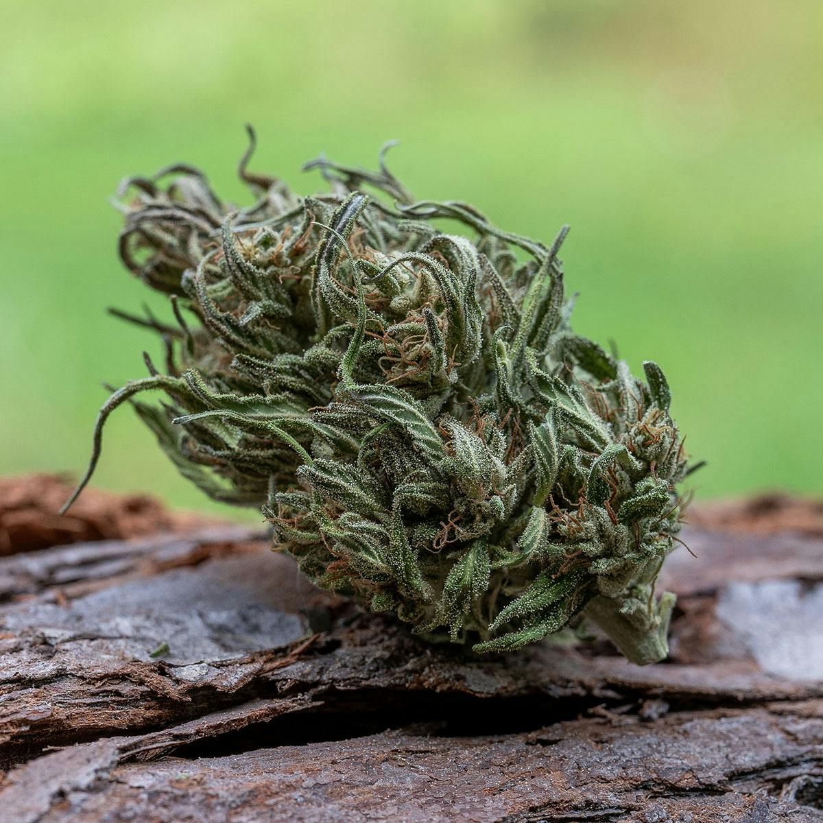 Farm Cut — Emerald Spirit Botanicals