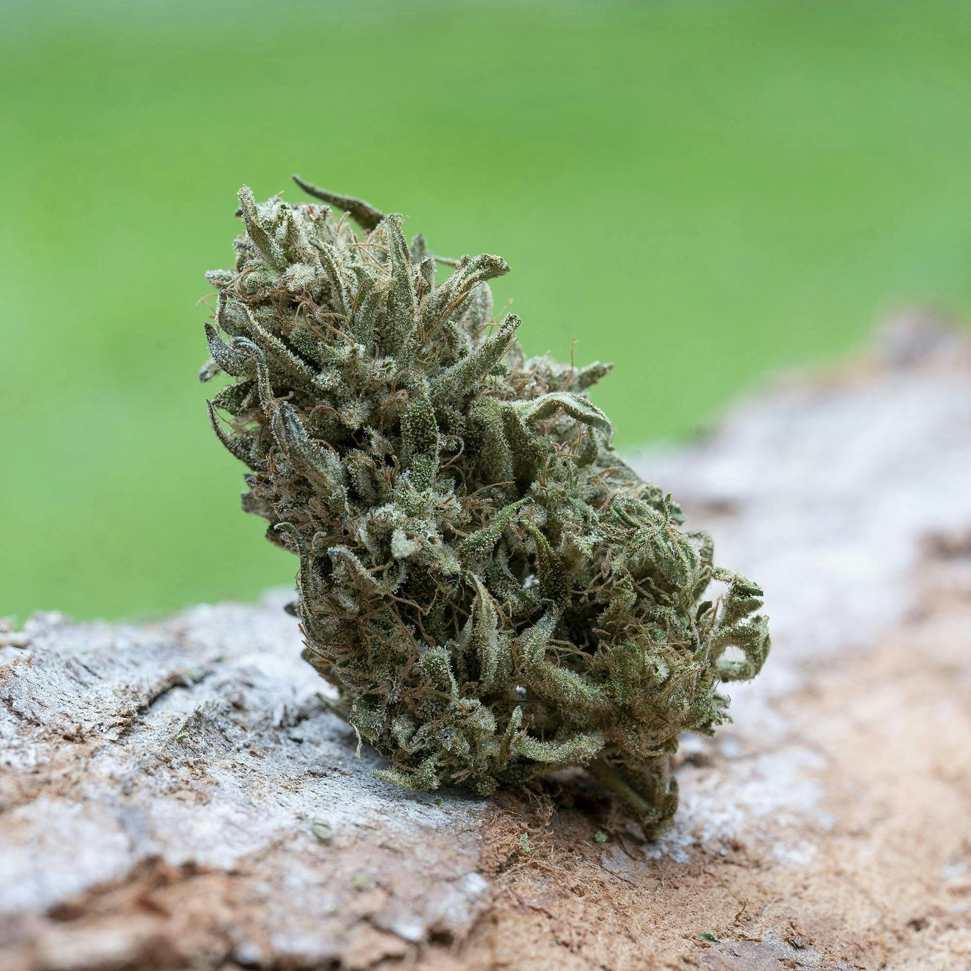 Farm Cut: X Emerald Spirit Botanicals