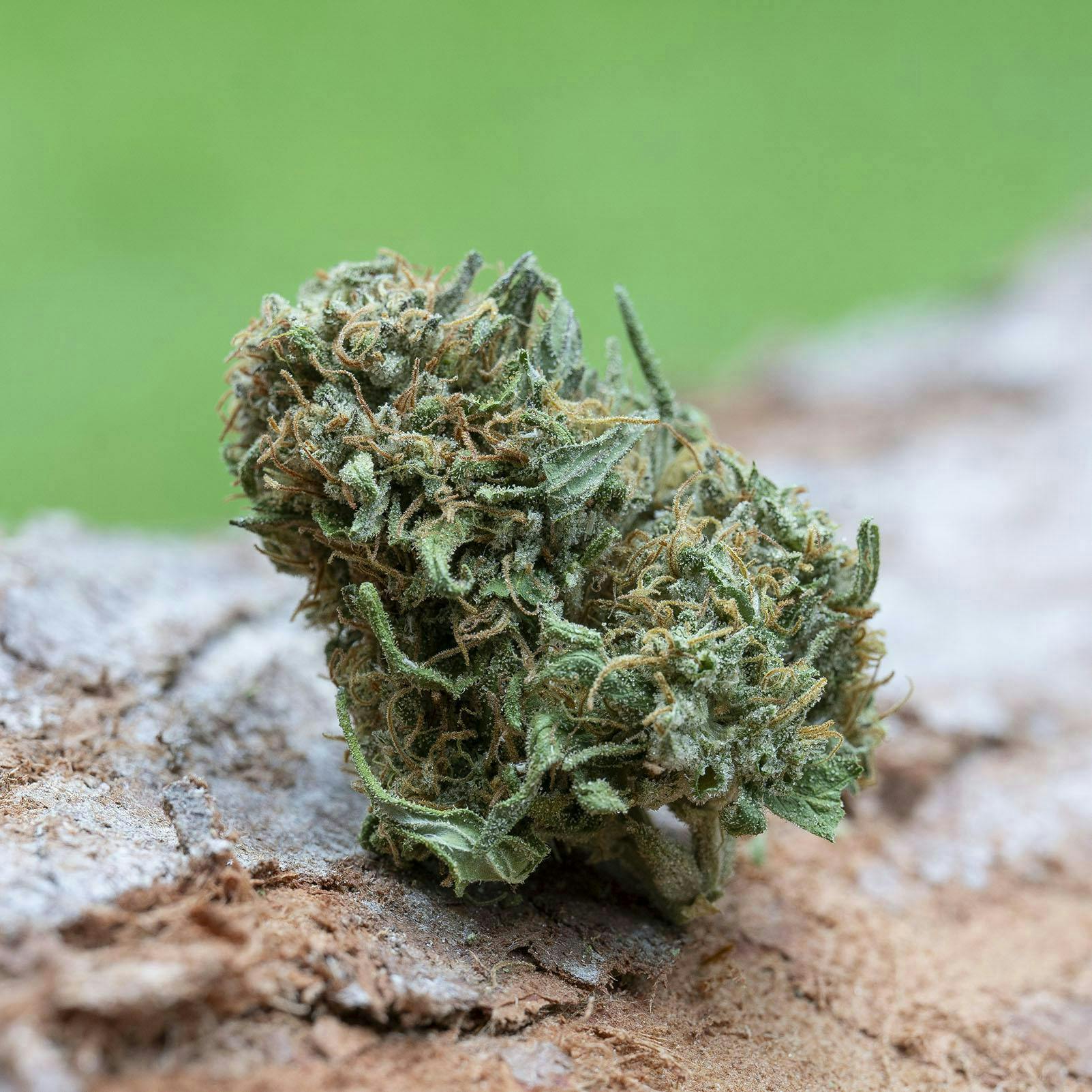 Farm Cut: X Emerald Spirit Botanicals